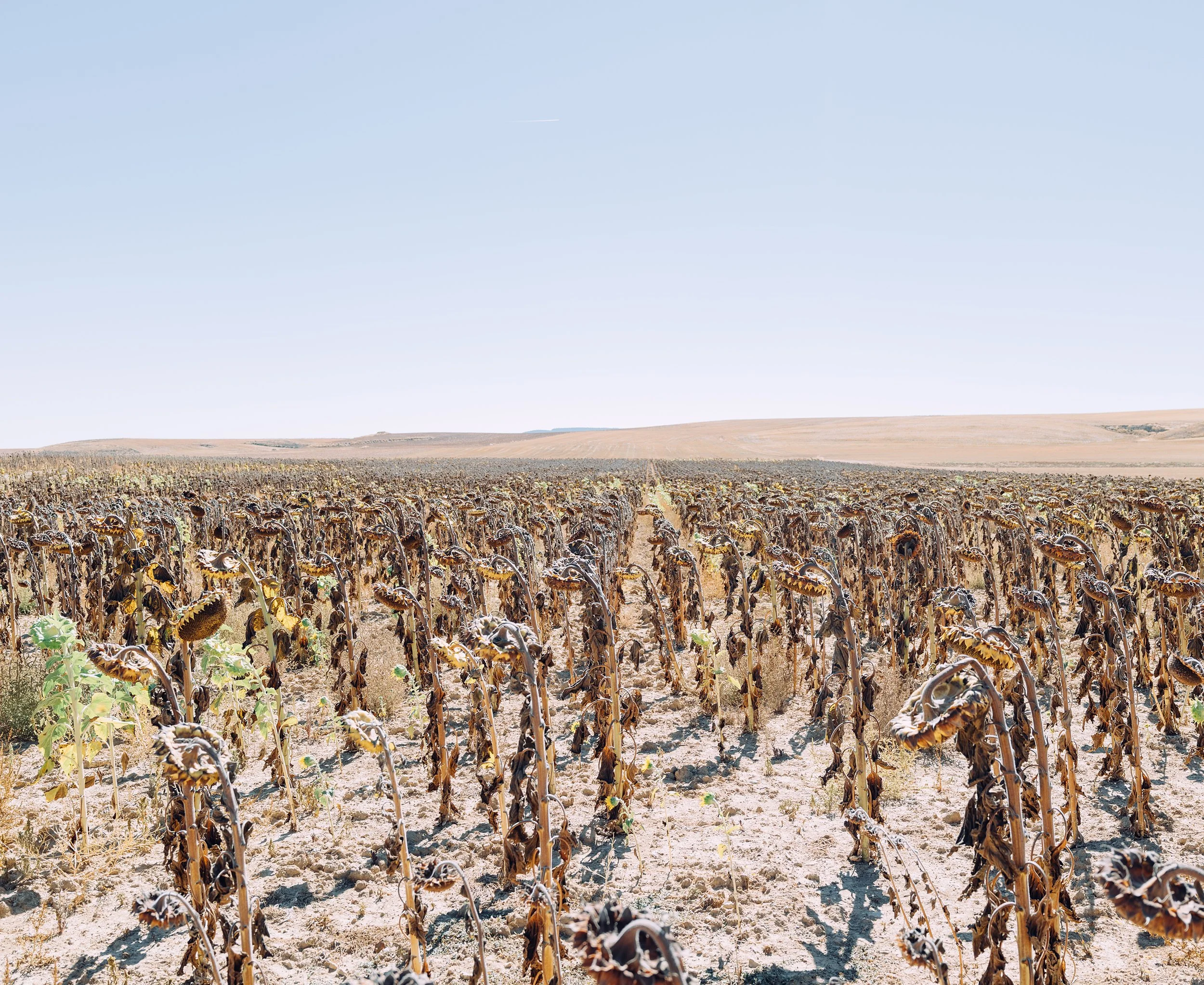 sunflowers 009.jpg