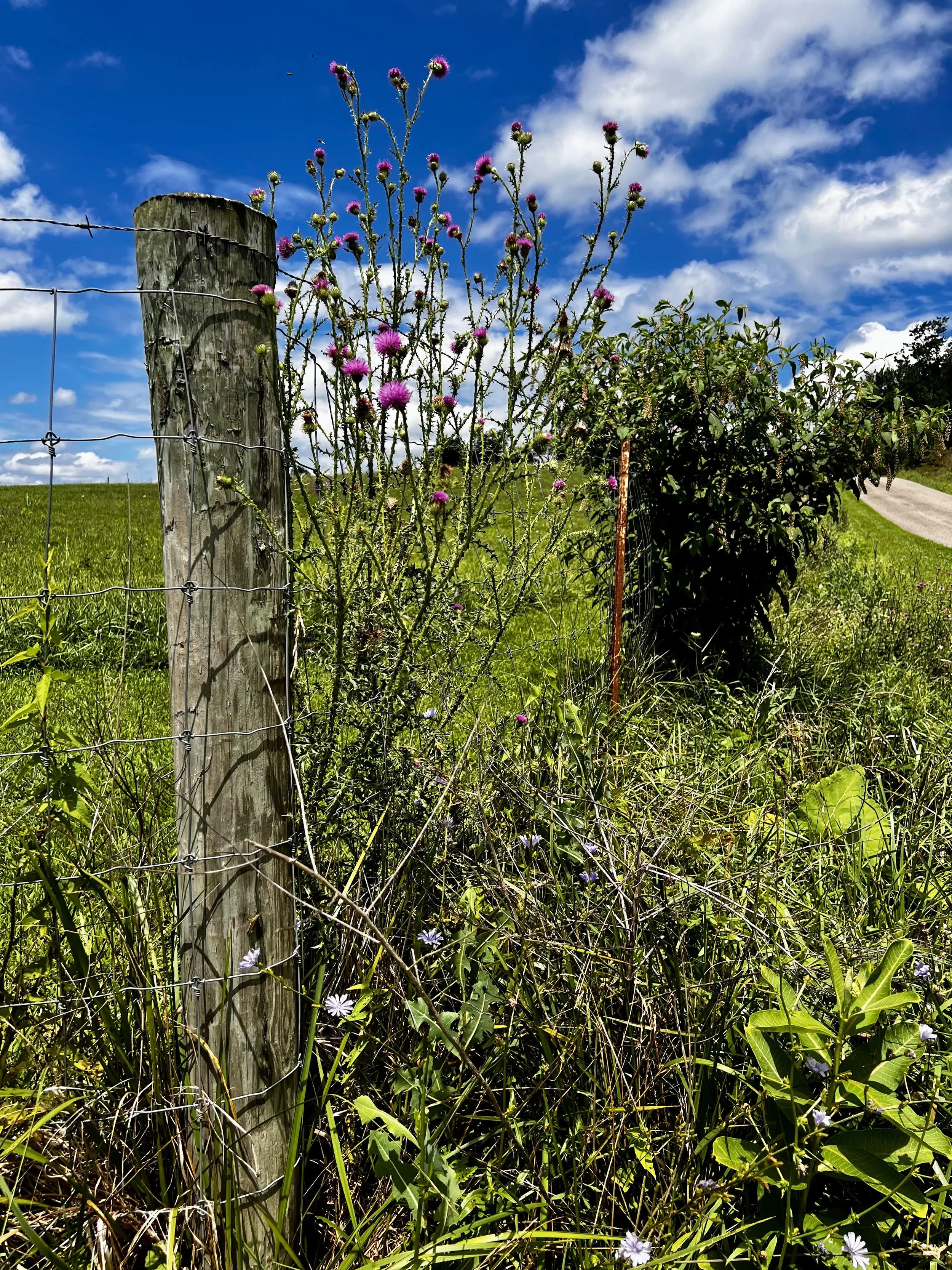 fence post summer.jpg
