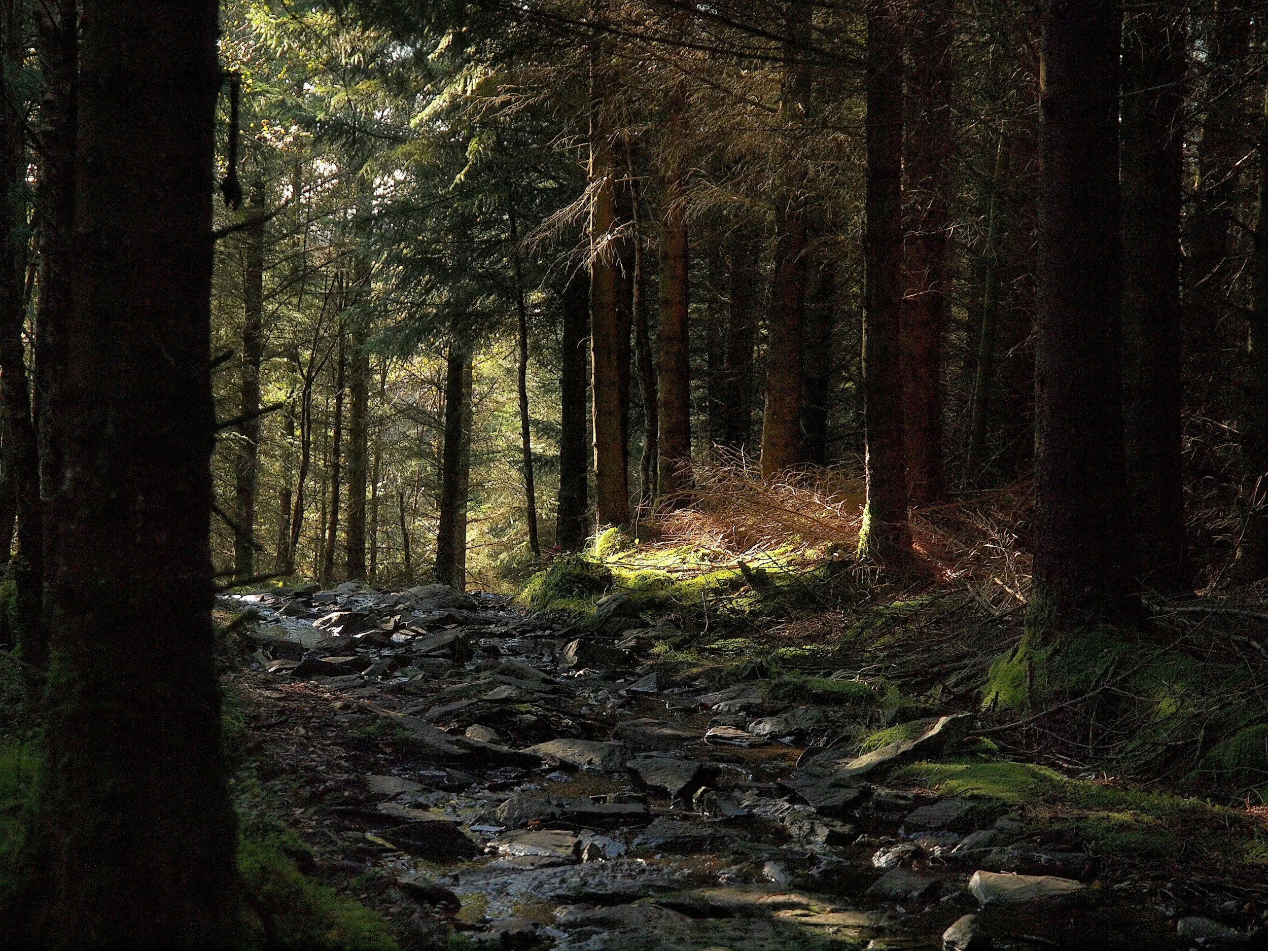 A forest trail with moss-covered rocks along the path, framed by tall pine trees with dappled sunlight filtering through the canopy
