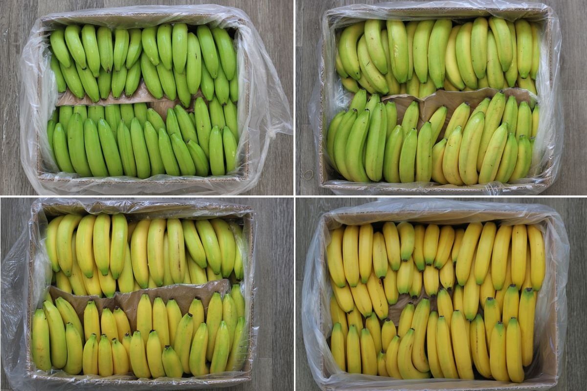 Catalytic Generators and Fruchtimport vanWylick: From green to perfect bananas with tried-and-true ripening technology