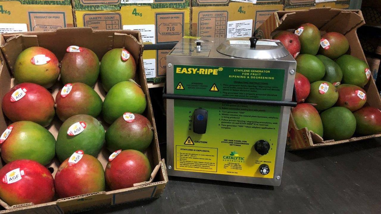 ethylene for mango ripening