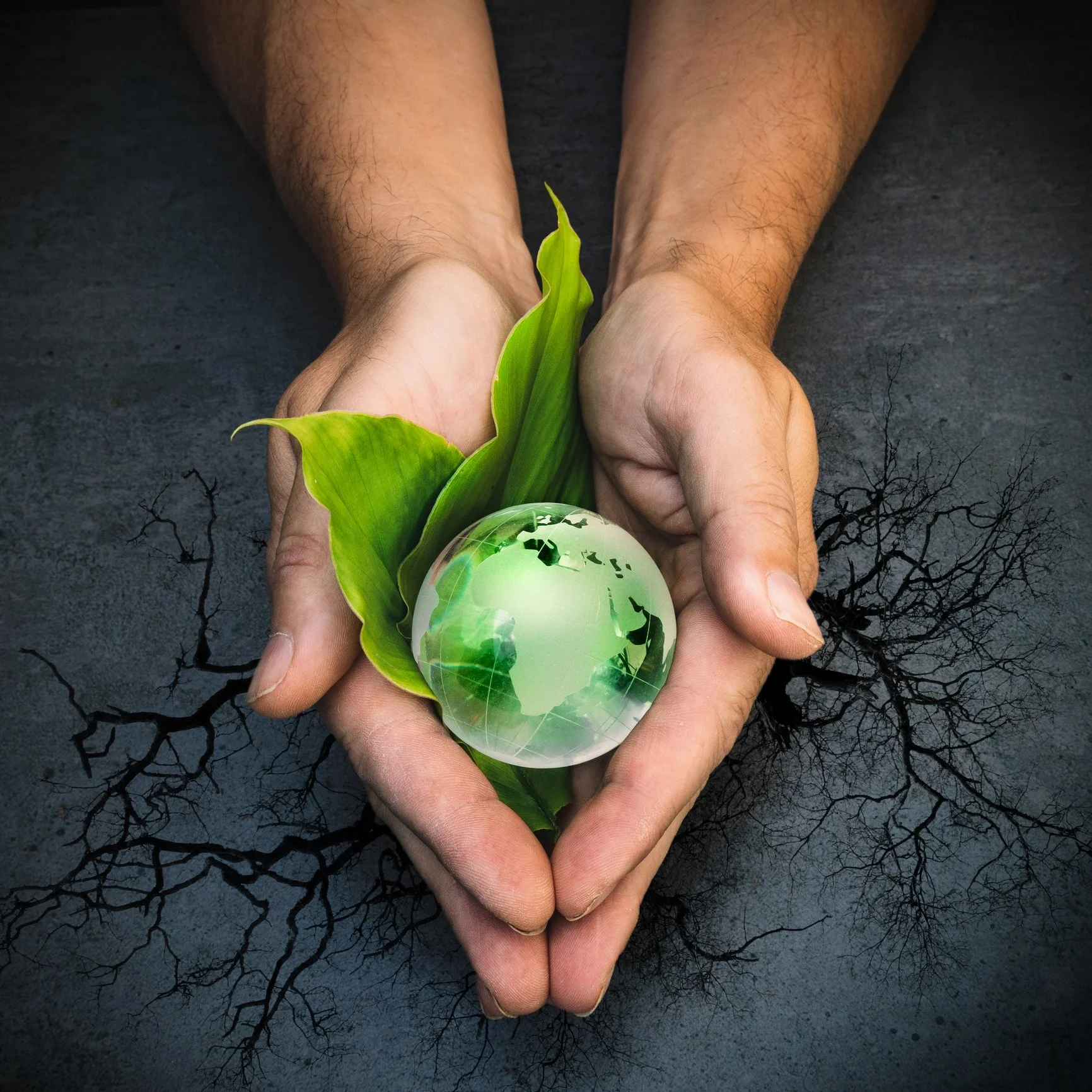 Hands holding a green plant with a globe in the center, symbolizing environmental conservation.