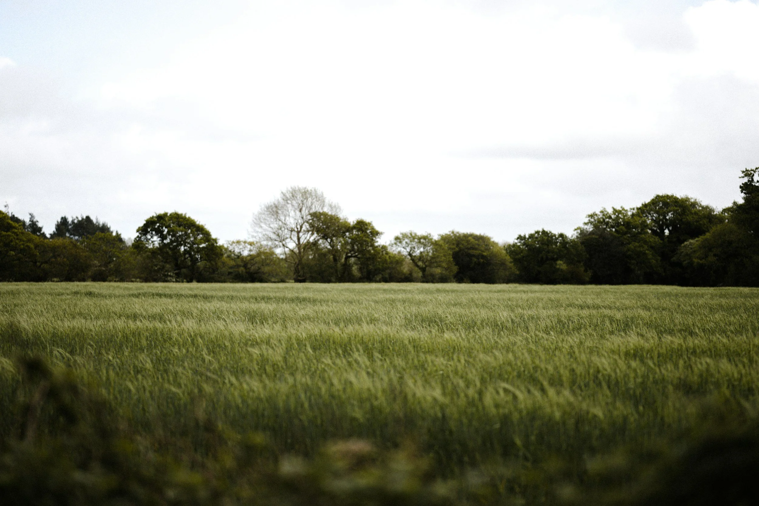 A grassy field bordered by trees under a cloudy sky.