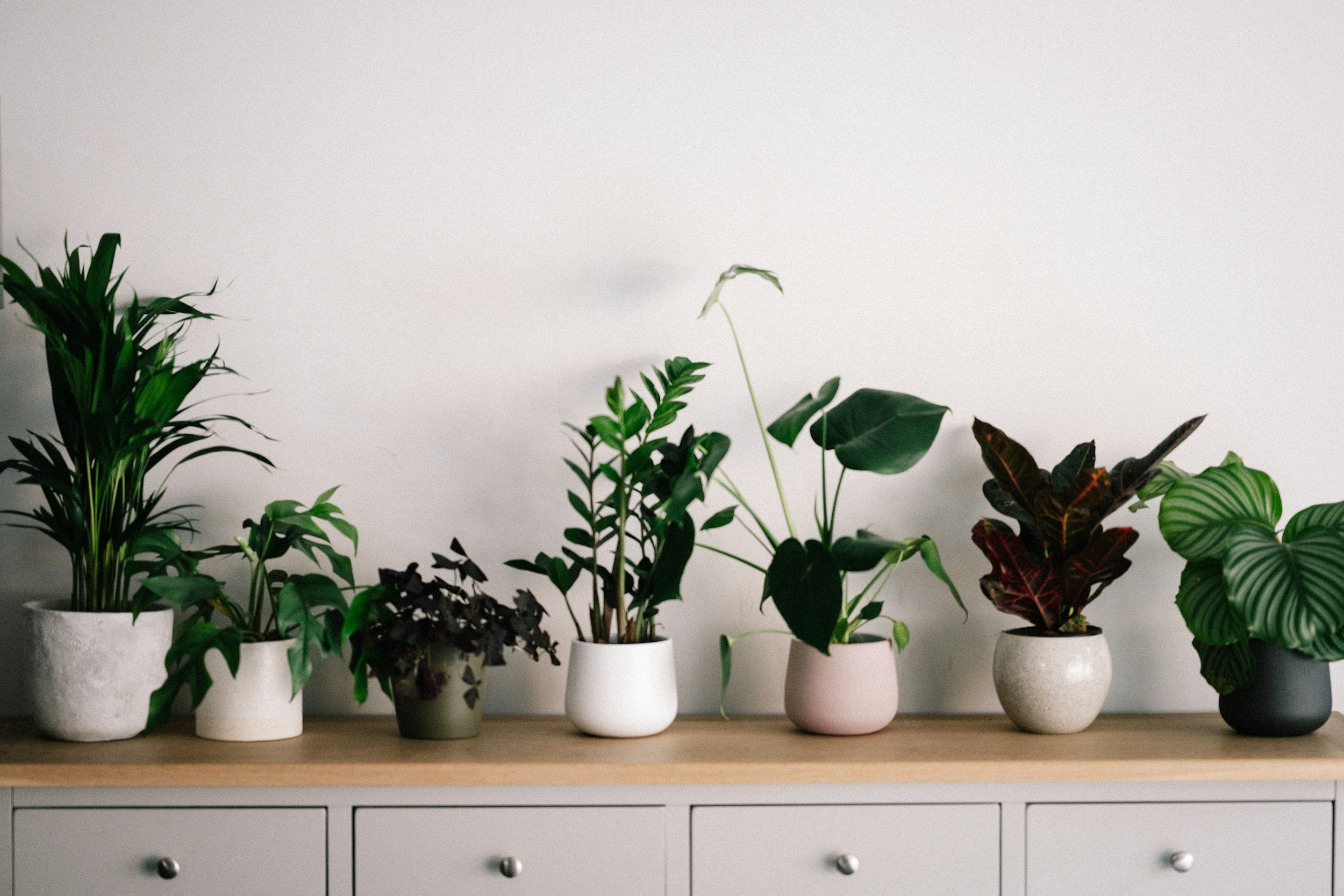 A row of various potted indoor plants on a wooden cabinet against a plain white wall.