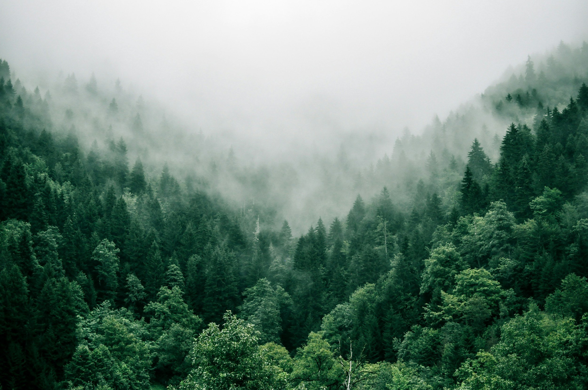 Dense green forest with fog and mist hanging over the trees