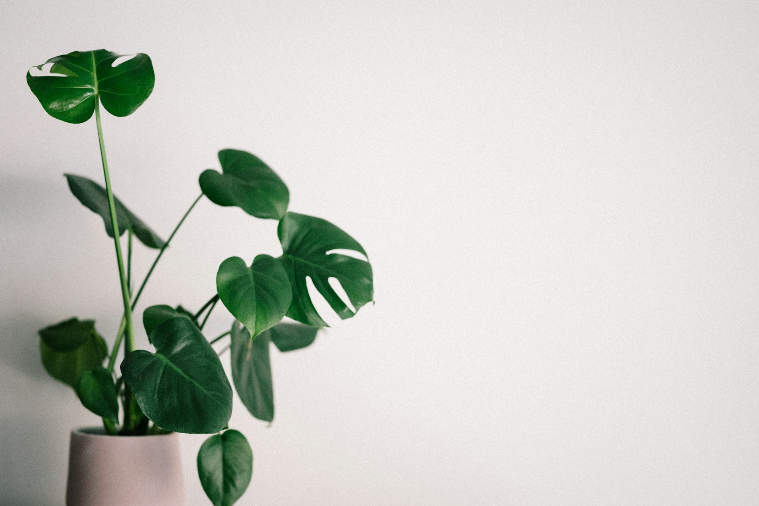 A potted houseplant with dark green leaves is set against a plain white background.