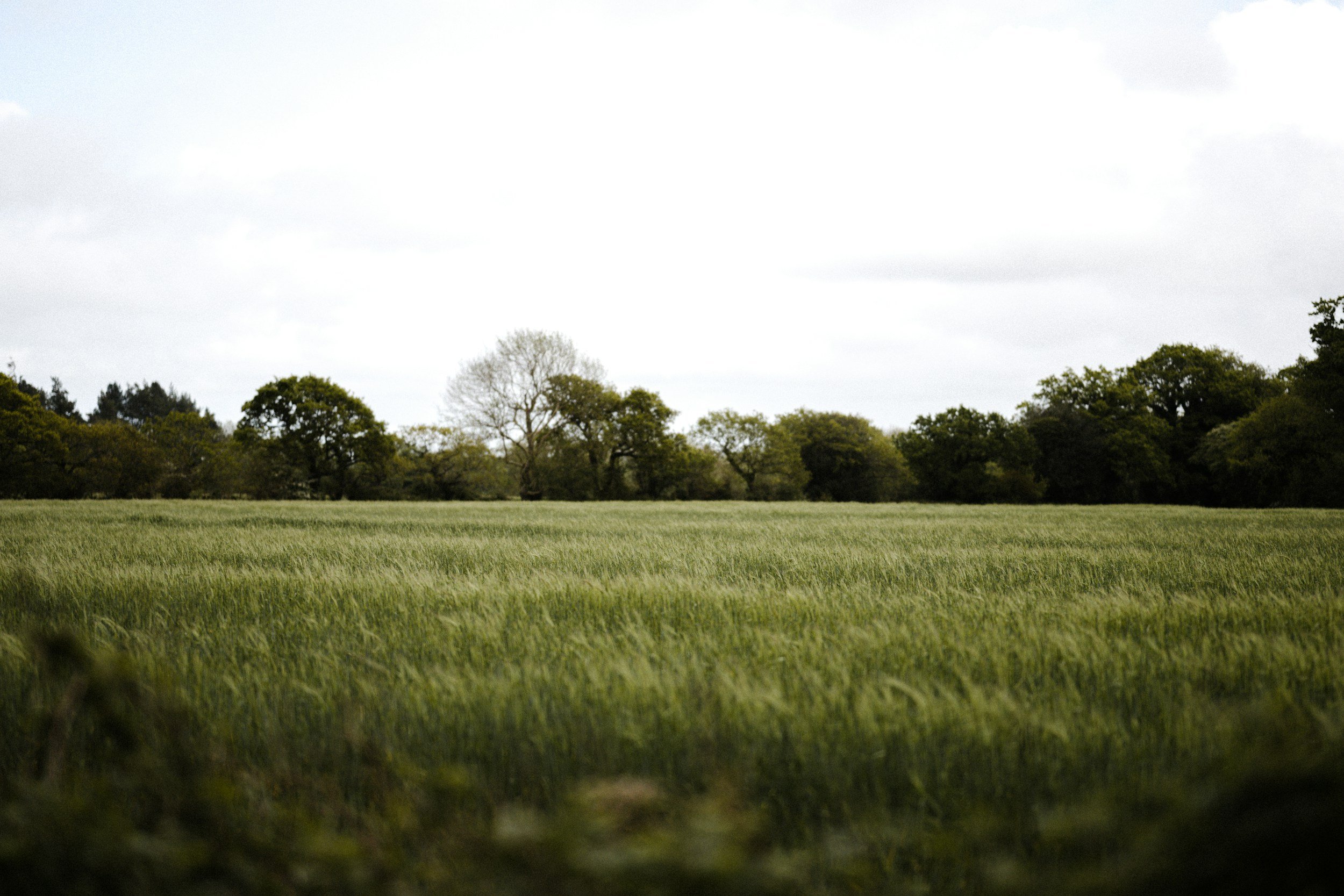 A grassy field with a line of trees in the distance under a cloudy sky.