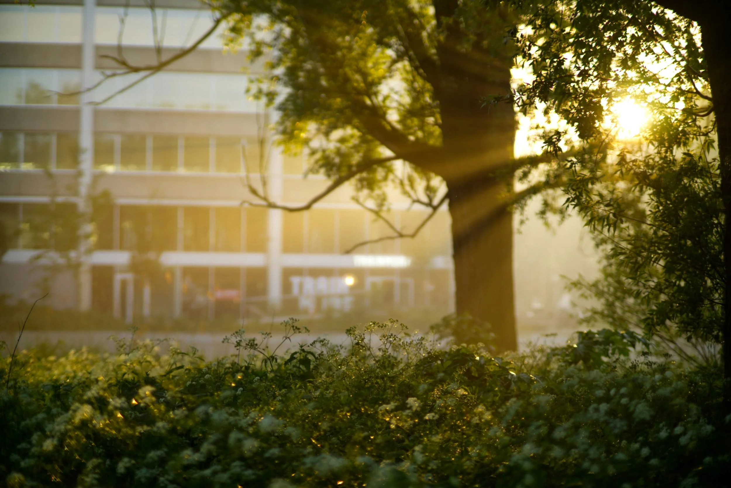 A tree with sunlight shining through its branches and green leaves. Behind the tree, a modern multi-story building with large windows is visible. The photo has a sunlit, outdoor setting.