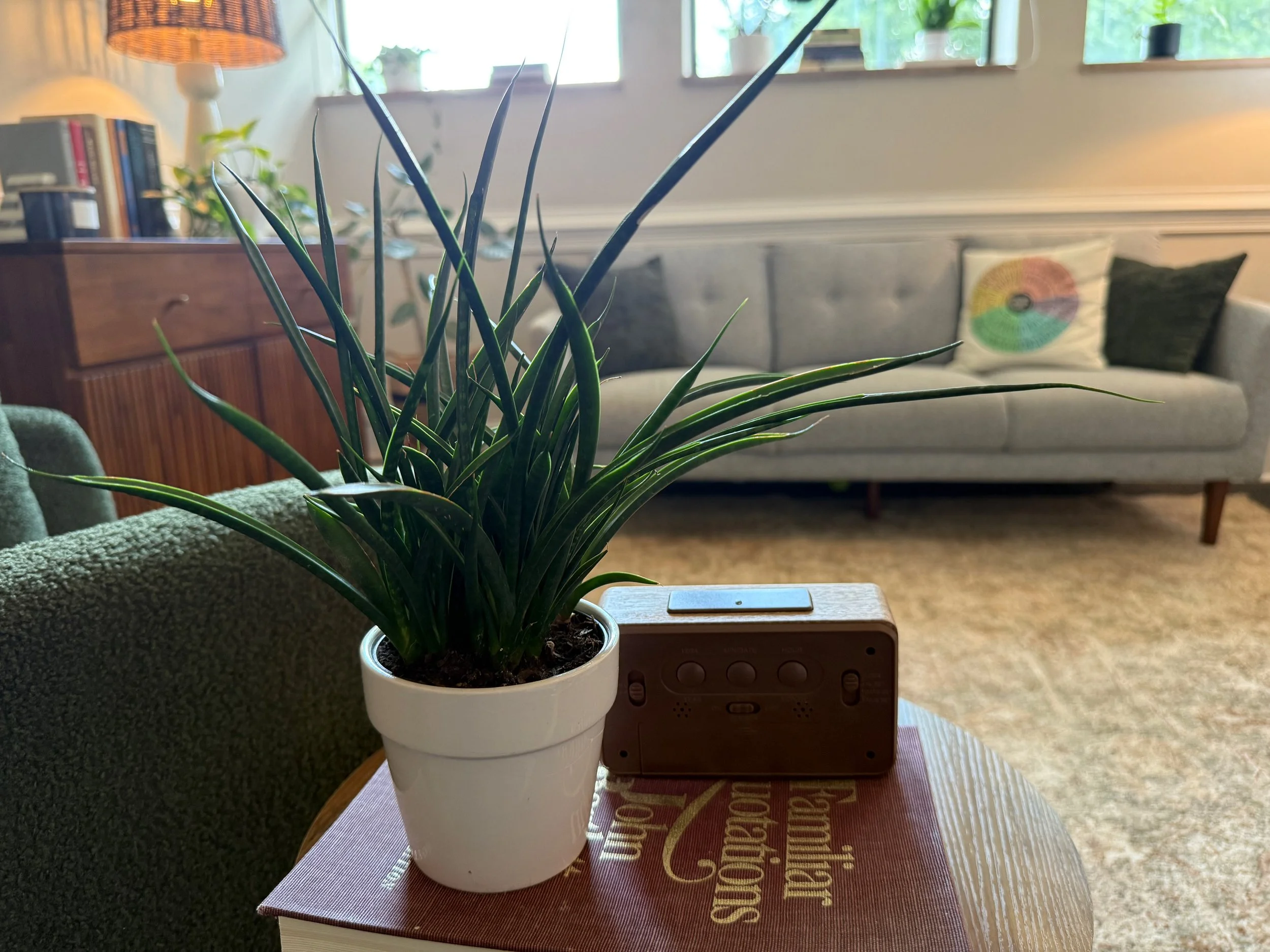 A potted green plant with long, pointed leaves on a table in a living room. In the background, there is a light-colored sofa with colorful cushions, a wooden cabinet with books, and a window letting in natural light.