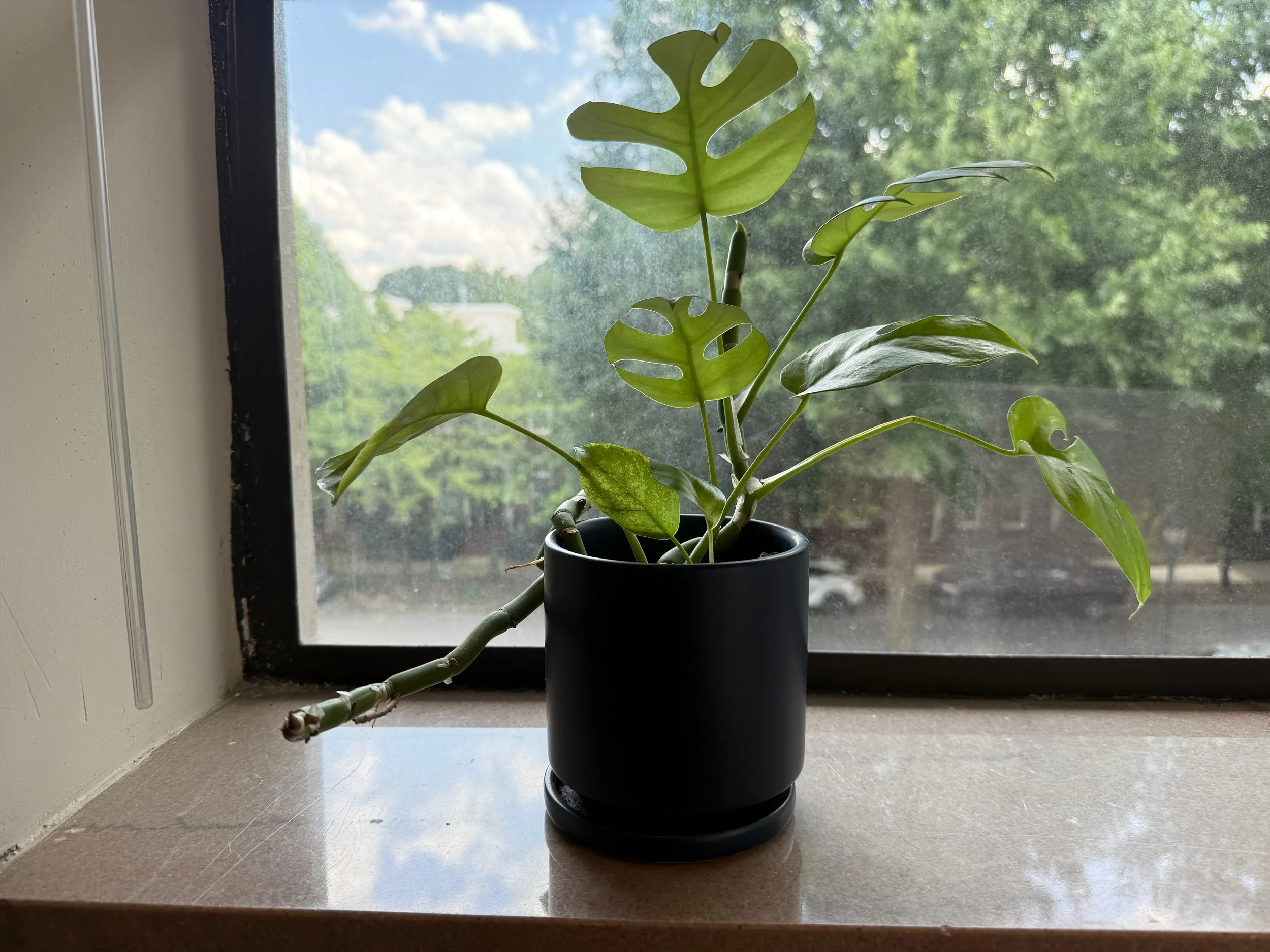A potted Monstera plant sits on a windowsill with green trees and a blue sky with clouds outside.