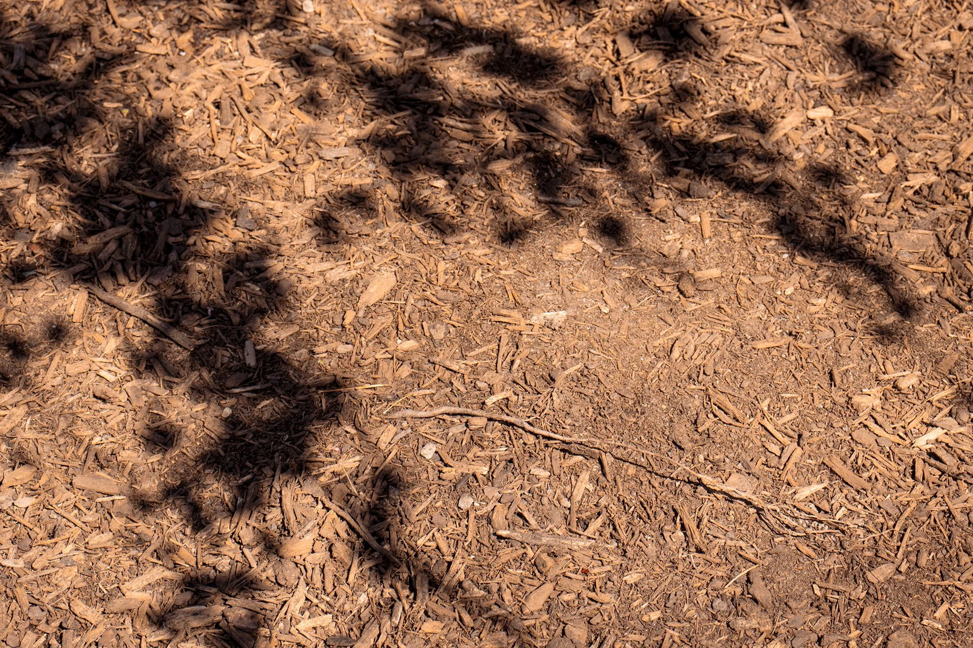 epidermis 9.jpg