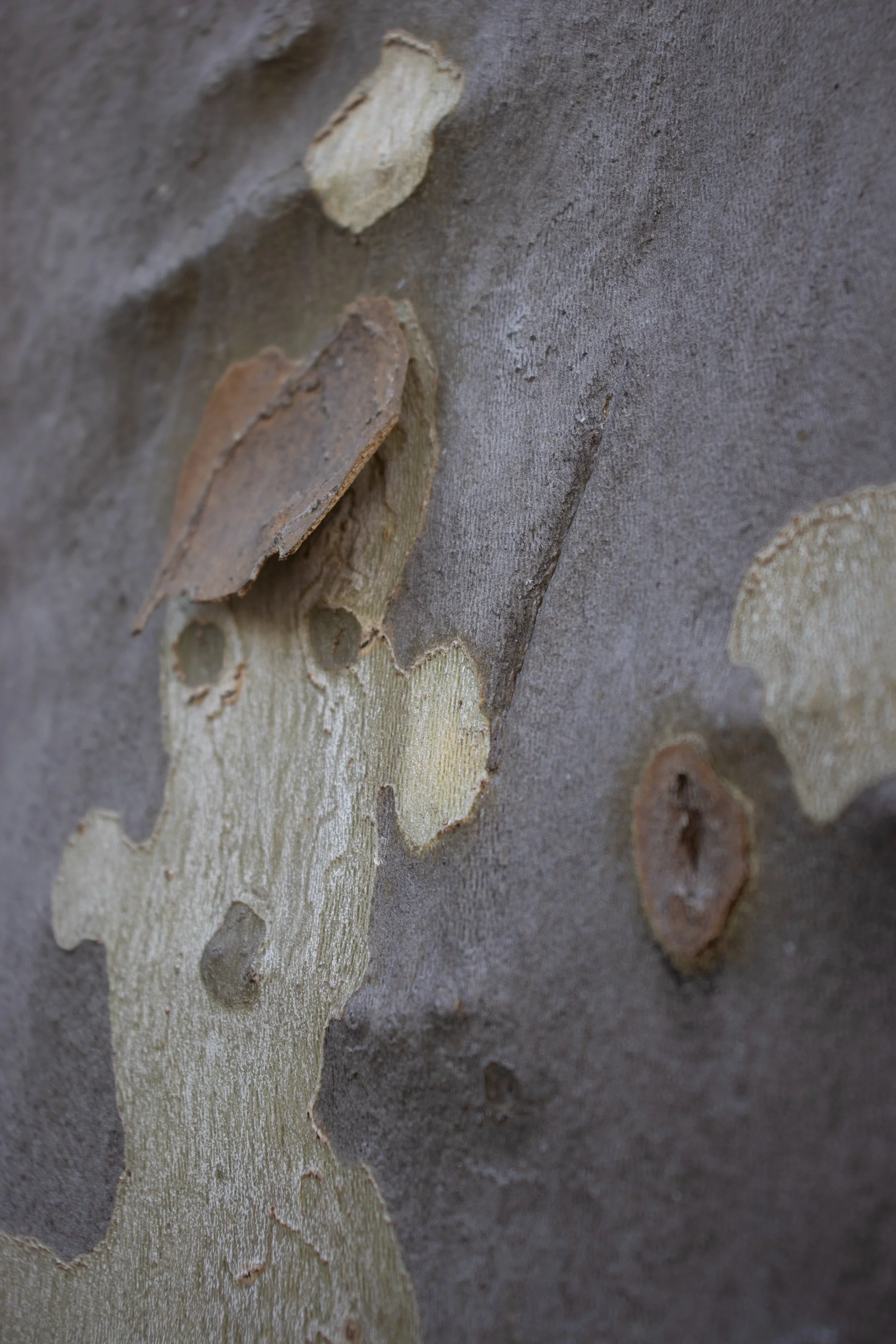 epidermis 10.jpg