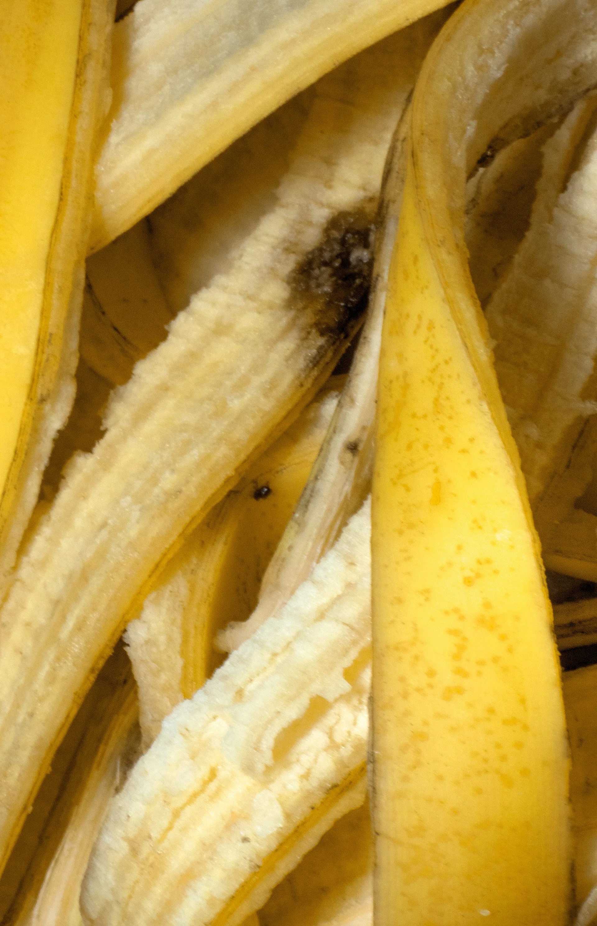 epidermis 8.jpg