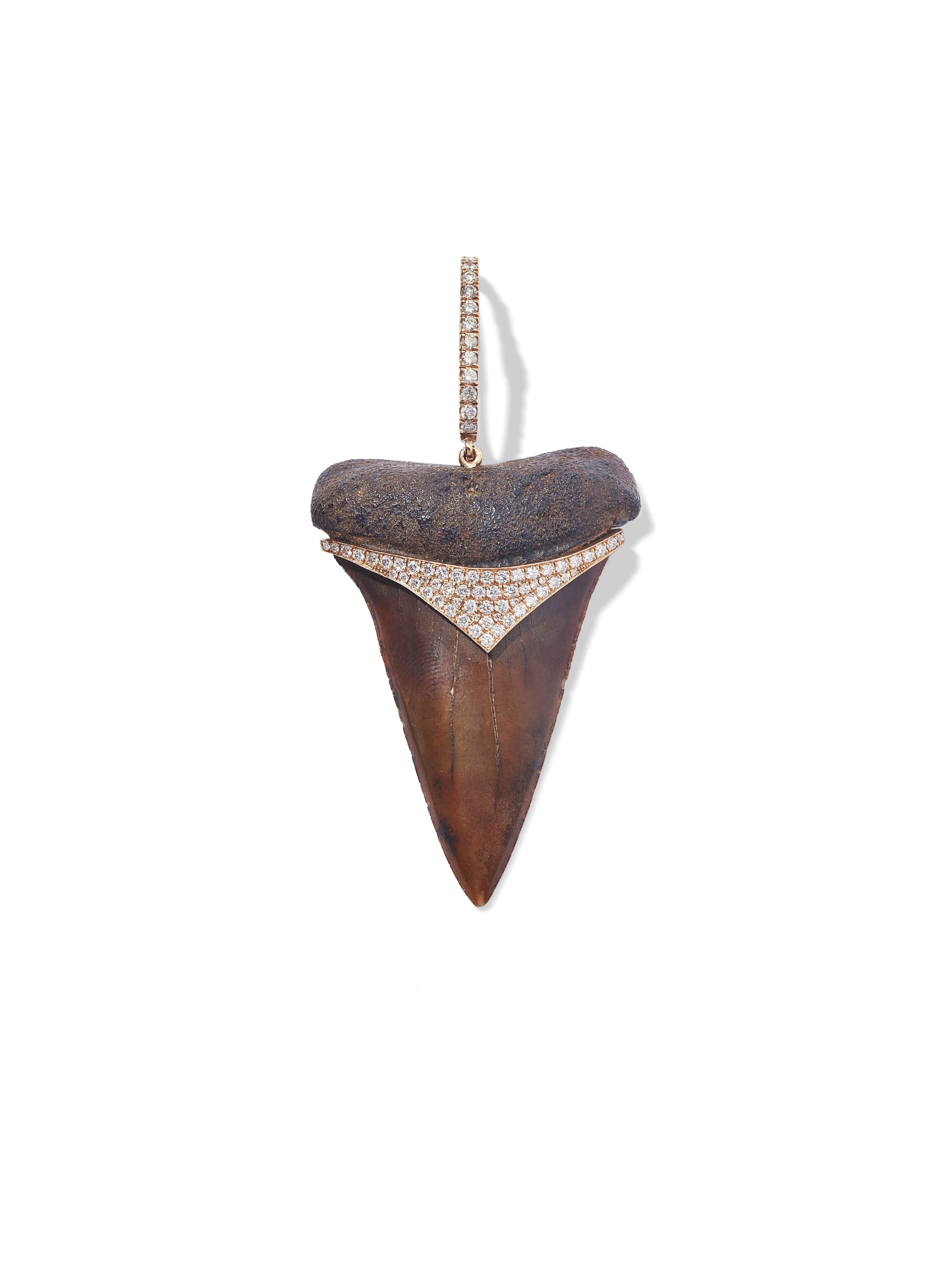Dark Brown Shark Tooth