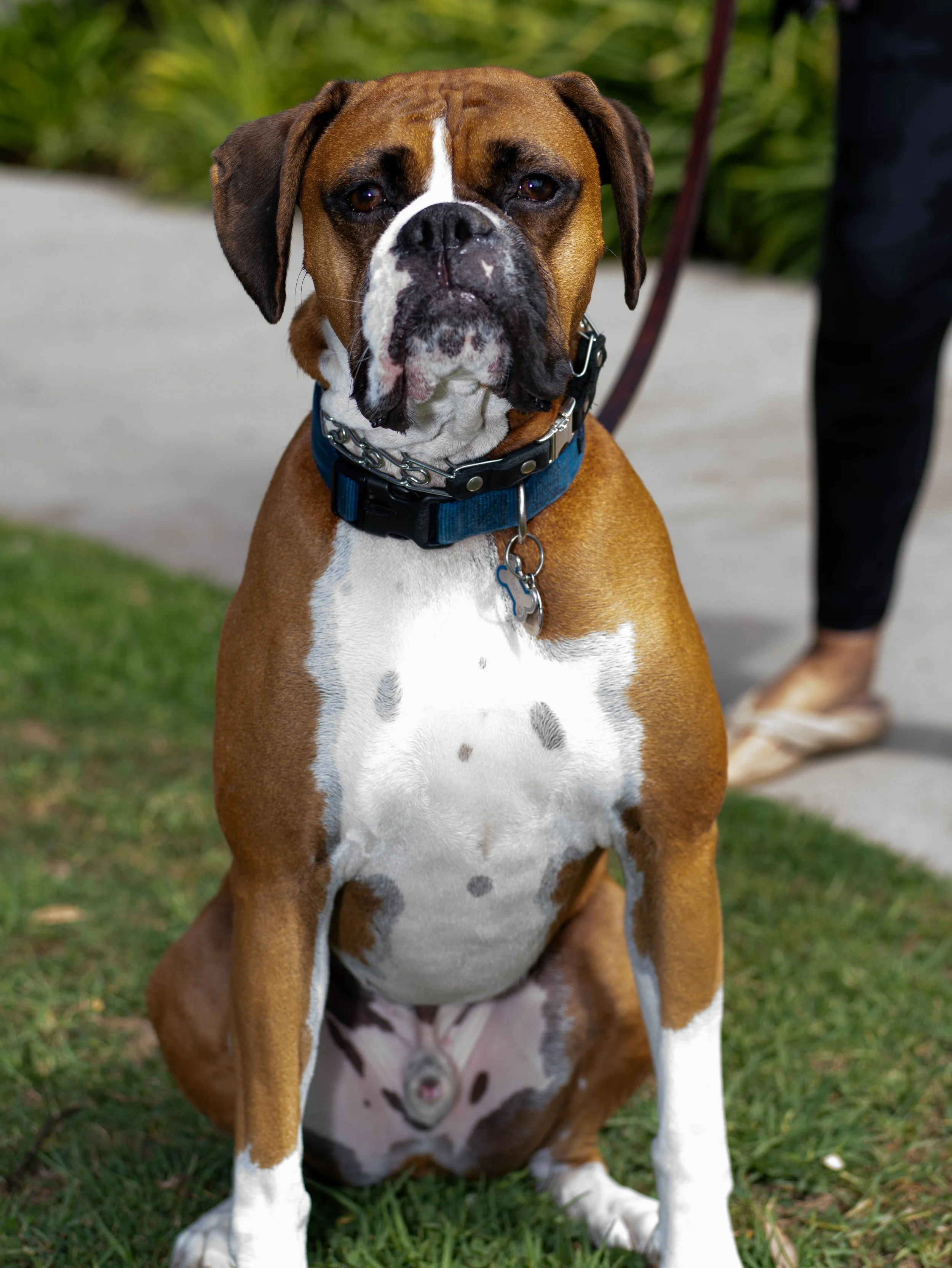 A brown and white Boxer dog with dark eyes, sitting outdoors on grass, wearing a blue collar and leash.