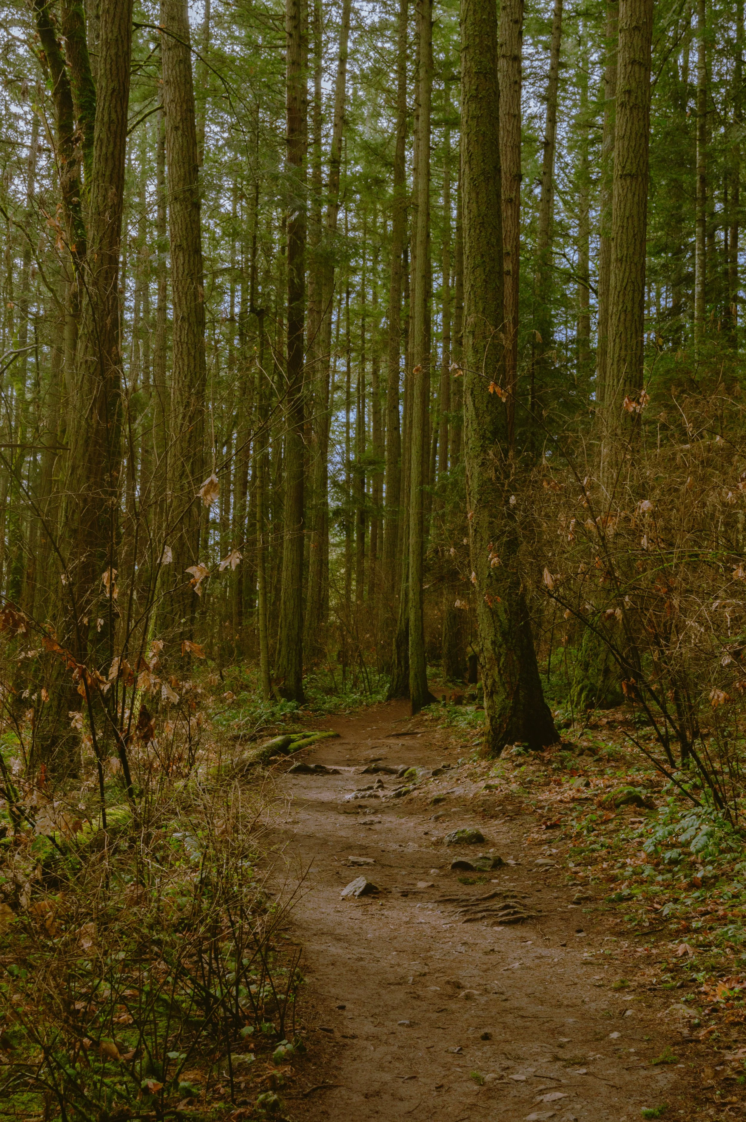 A dirt trail wind through a dense forest of tall, moss-covered trees with green foliage, some fallen leaves and small rocks scattered on the path.