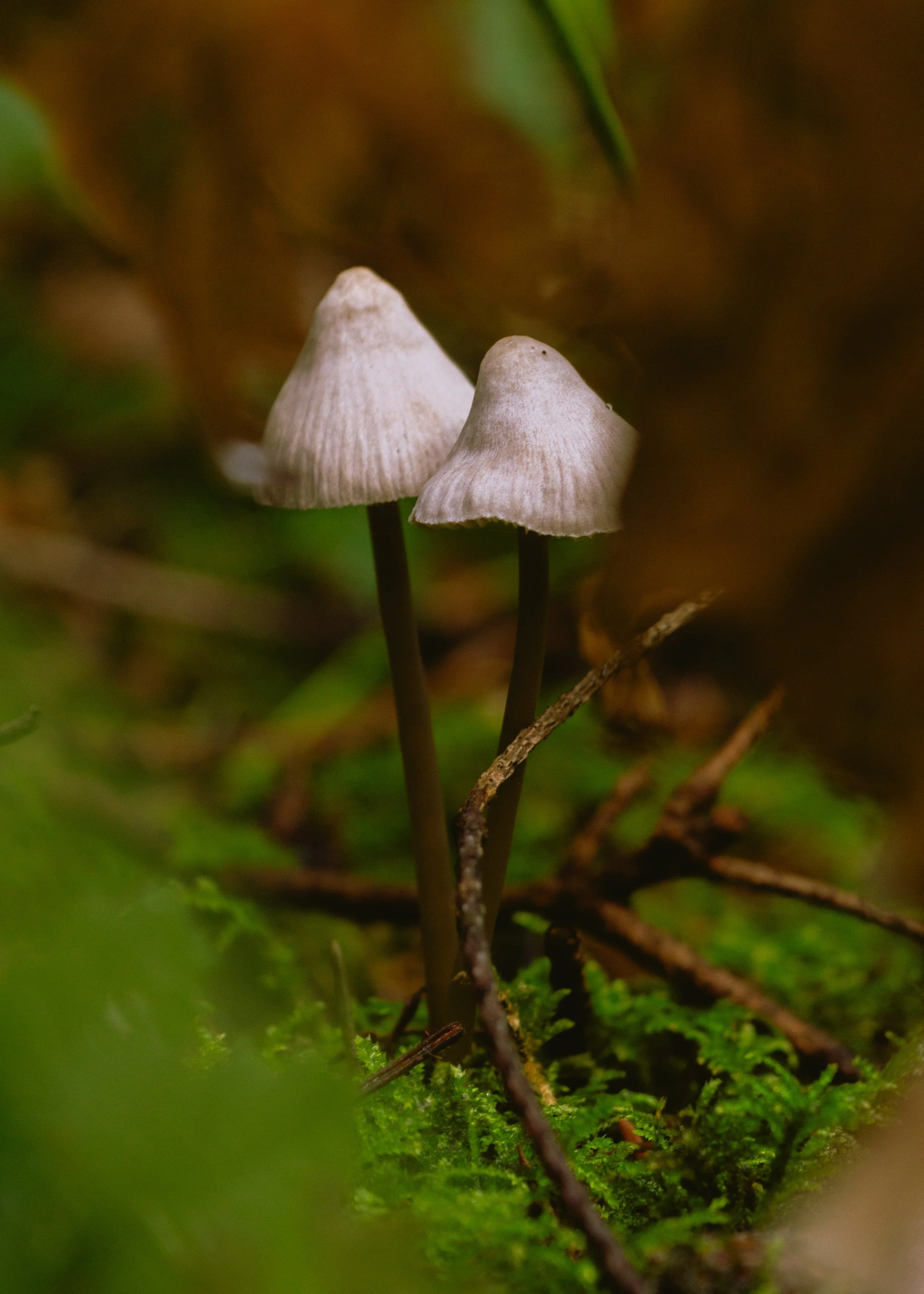 Close-up of two tiny mushrooms with white caps and dark stems growing among green moss and twigs in a forest floor.