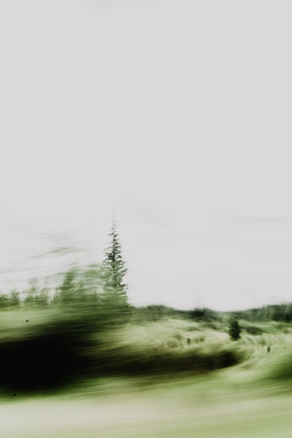 Blurred view of green trees and grass landscape with a tall pine tree in the background, over a cloudy sky.