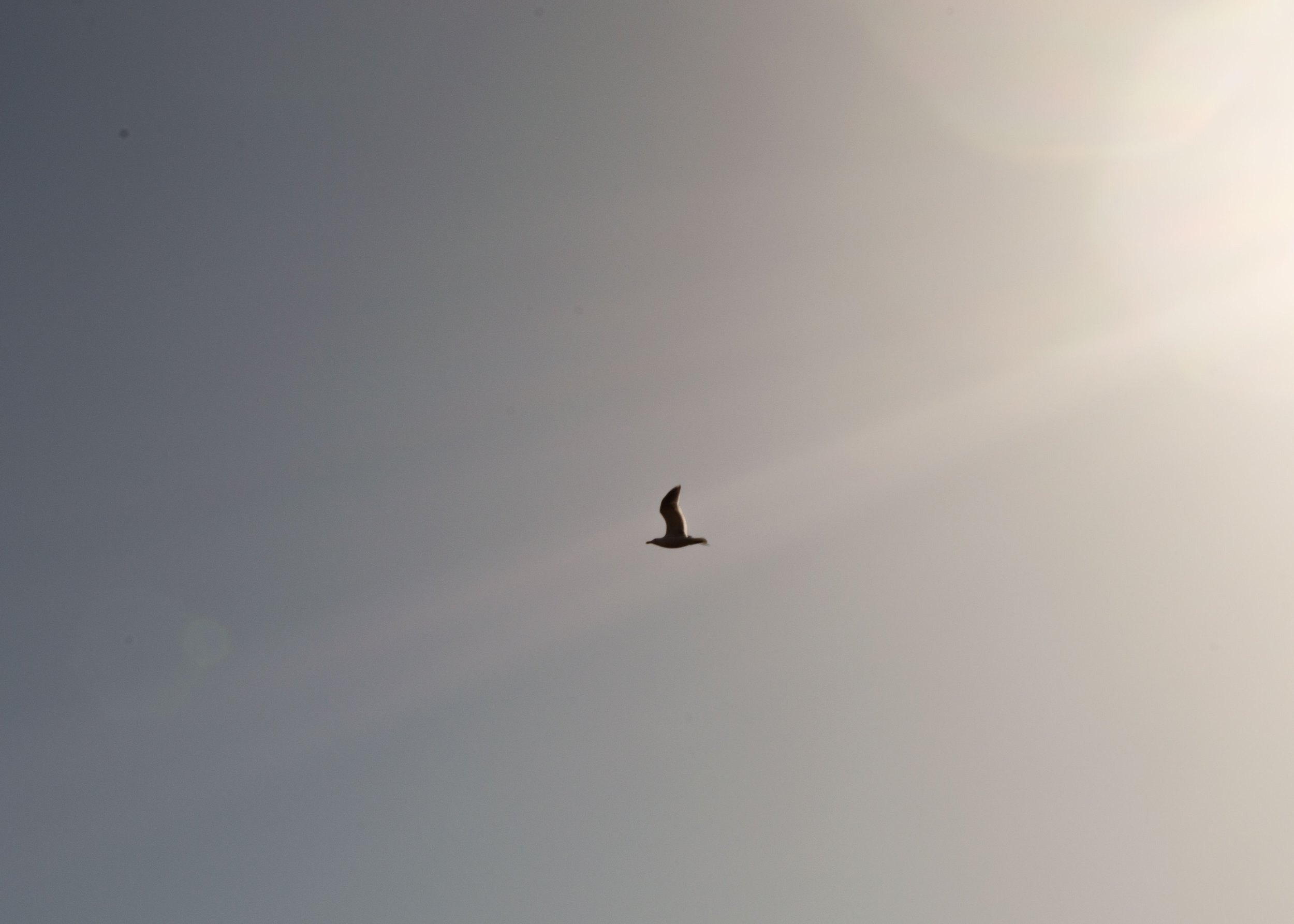 A bird flying in the sky with the sun in the background.