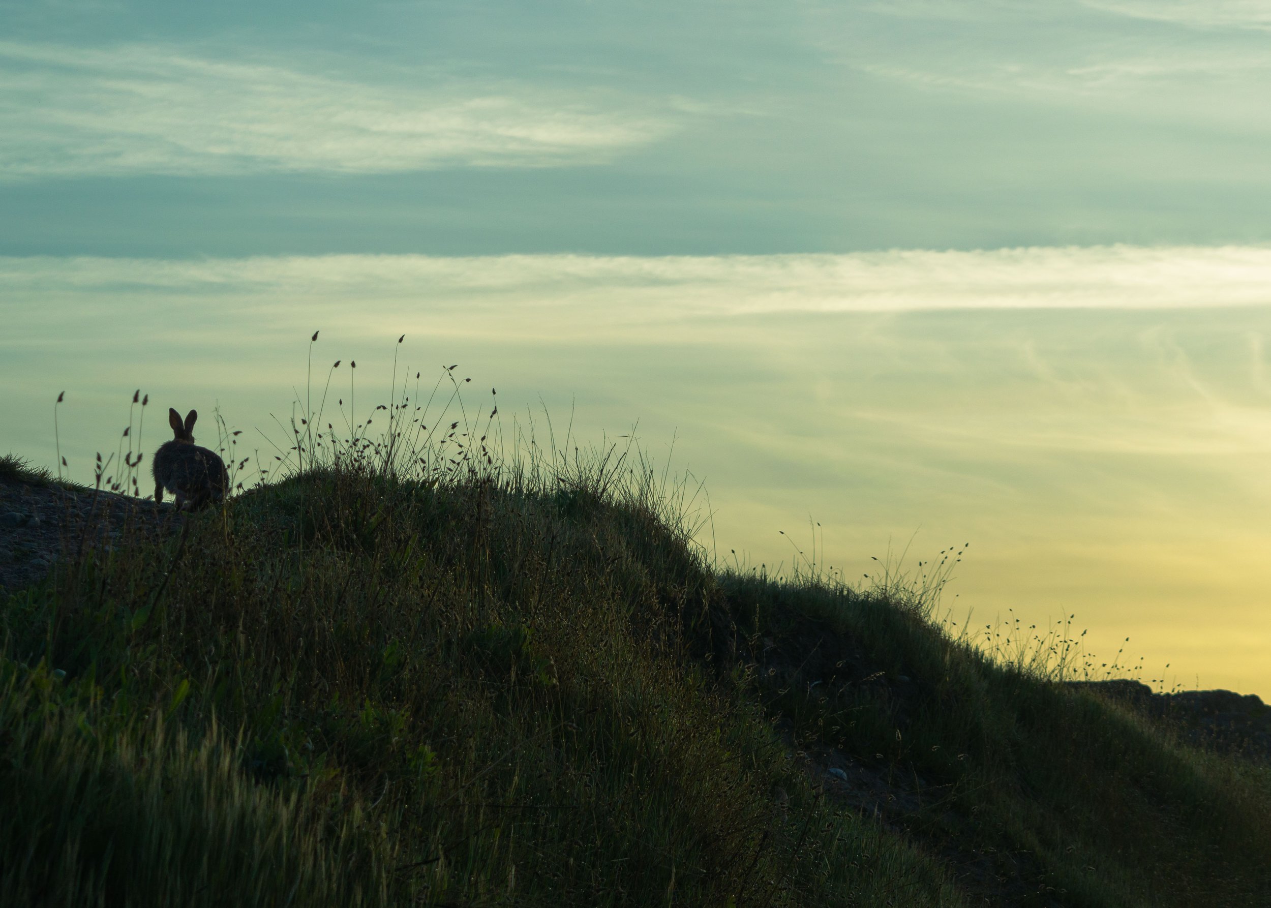 A rabbit sitting on grass hilltop with wild plants and a cloudy sky in the background during sunset or sunrise.