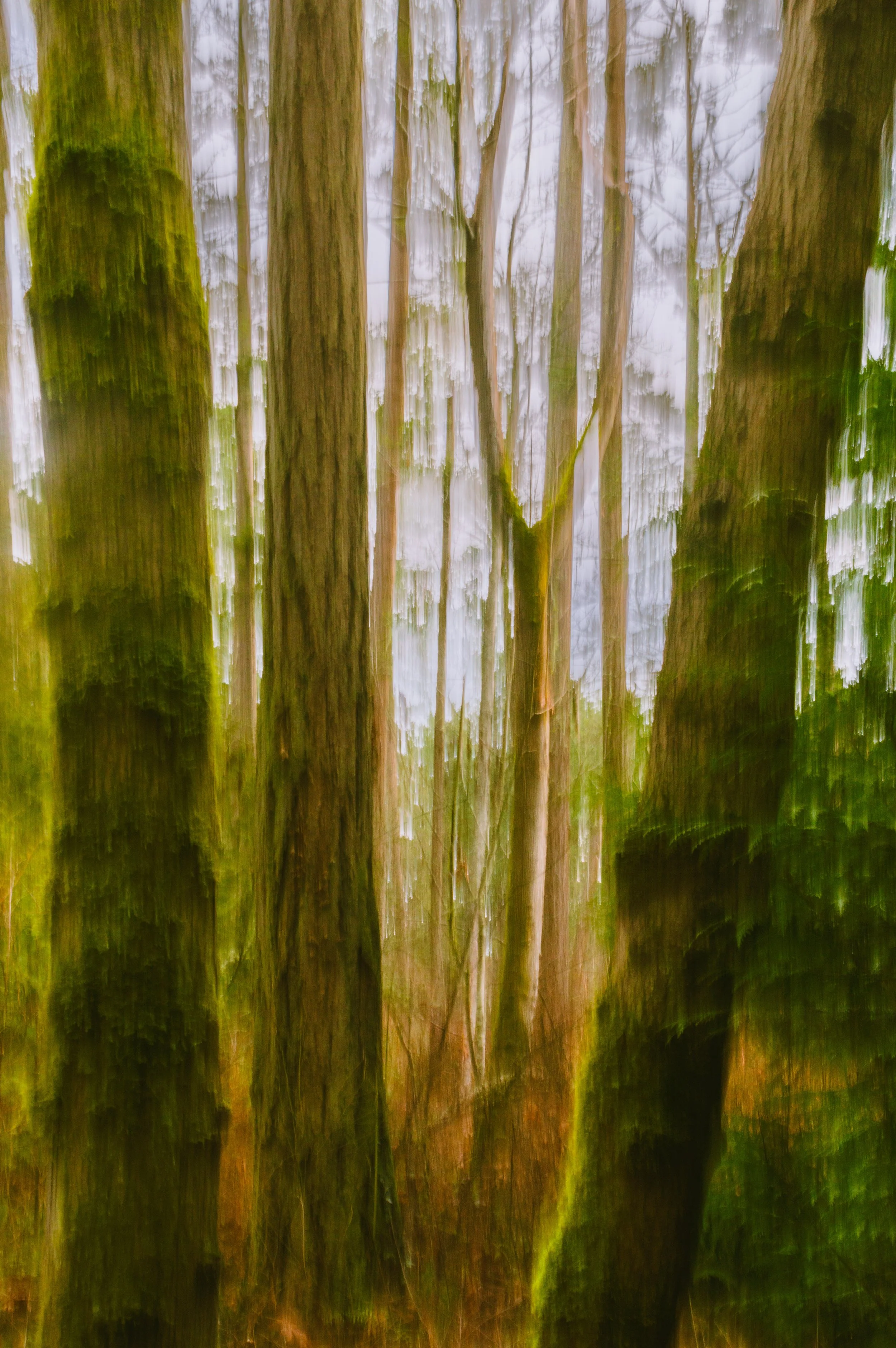 A blurred forest scene with trees and greenery, appears to be a reflection or motion blur effect.
