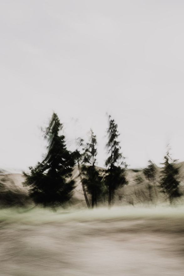 Blurry image of several trees against a cloudy sky, with motion blur and hazy foreground.