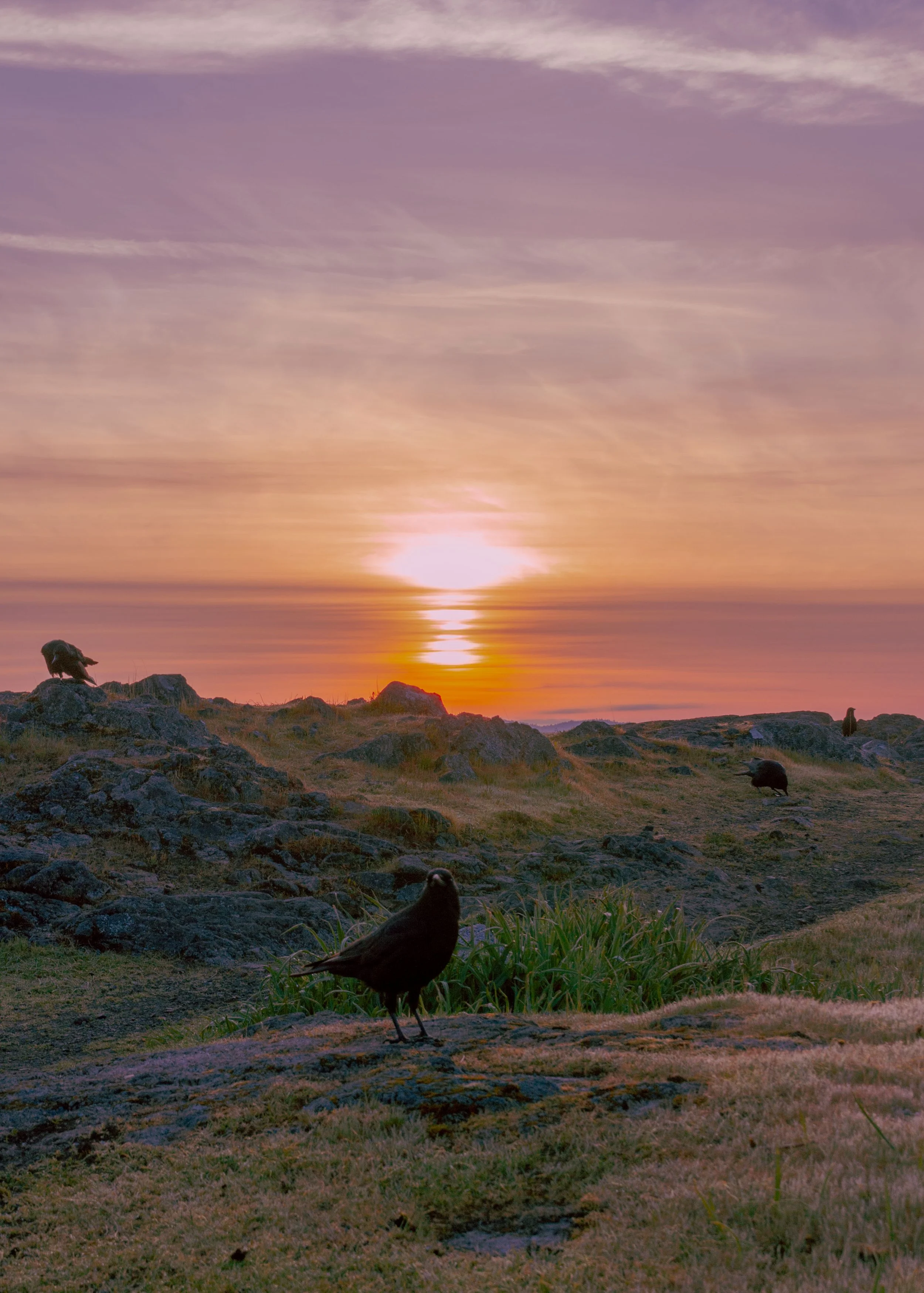 Sunset over a rocky landscape with rocks and grassy patches, several black birds, and a colorful sky with purple, orange, and pink hues.