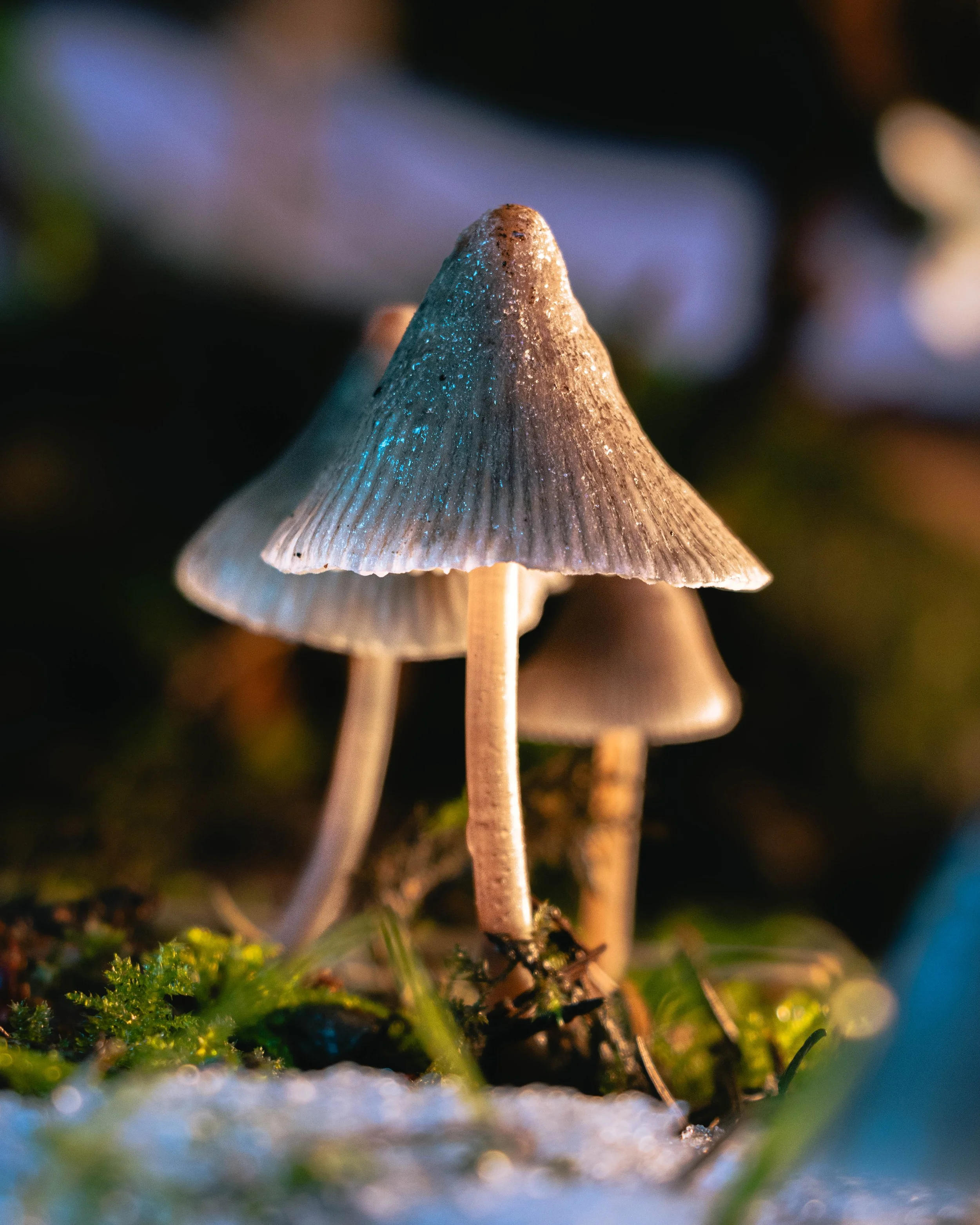 Close-up of mushrooms growing in a forest, with one mushroom in focus showing a conical cap covered in tiny water droplets and thin, elongated stems, surrounded by moss and mossy ground.