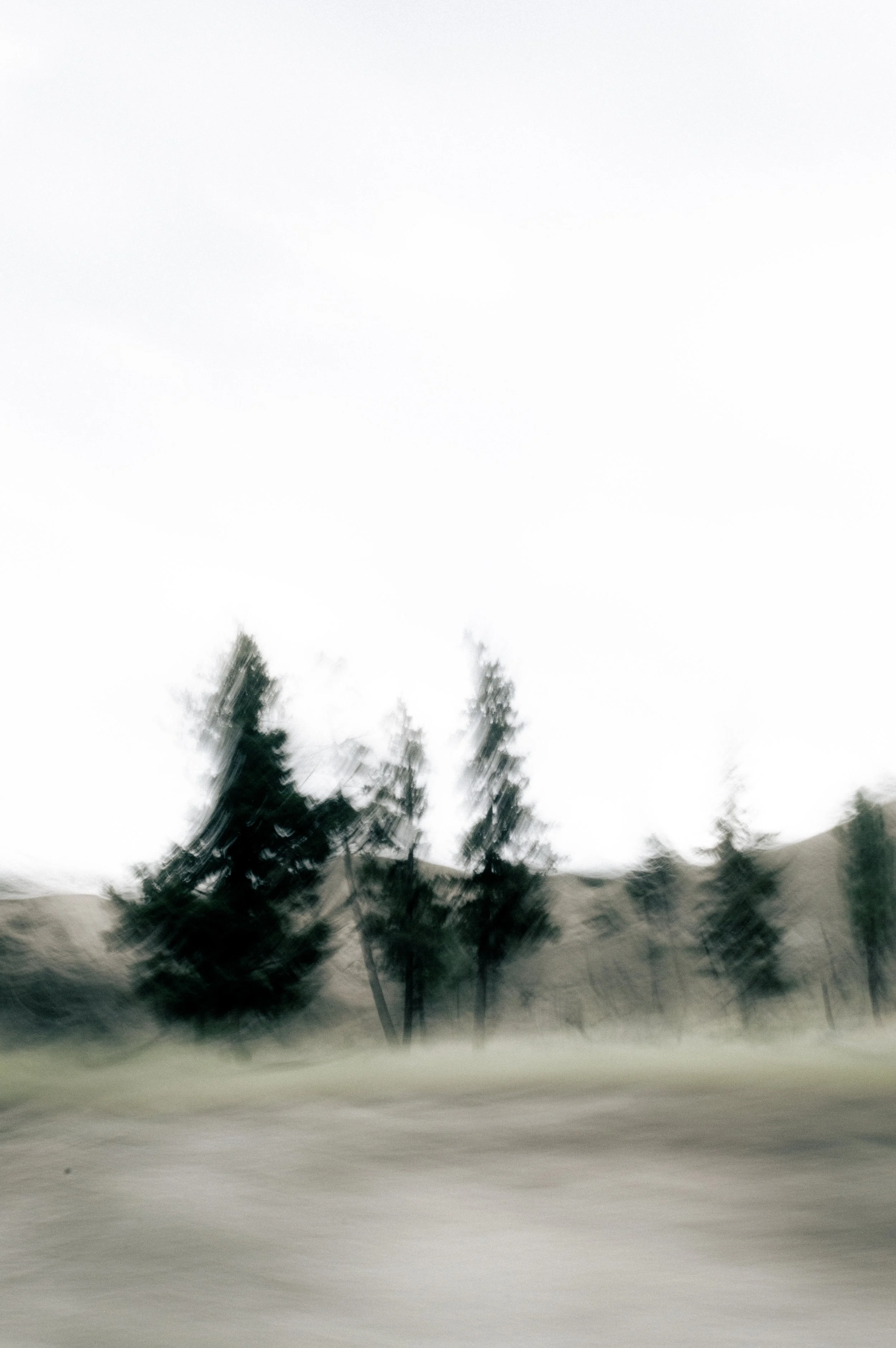 Blurry black trees against a very bright, mostly white sky with some gray clouds.