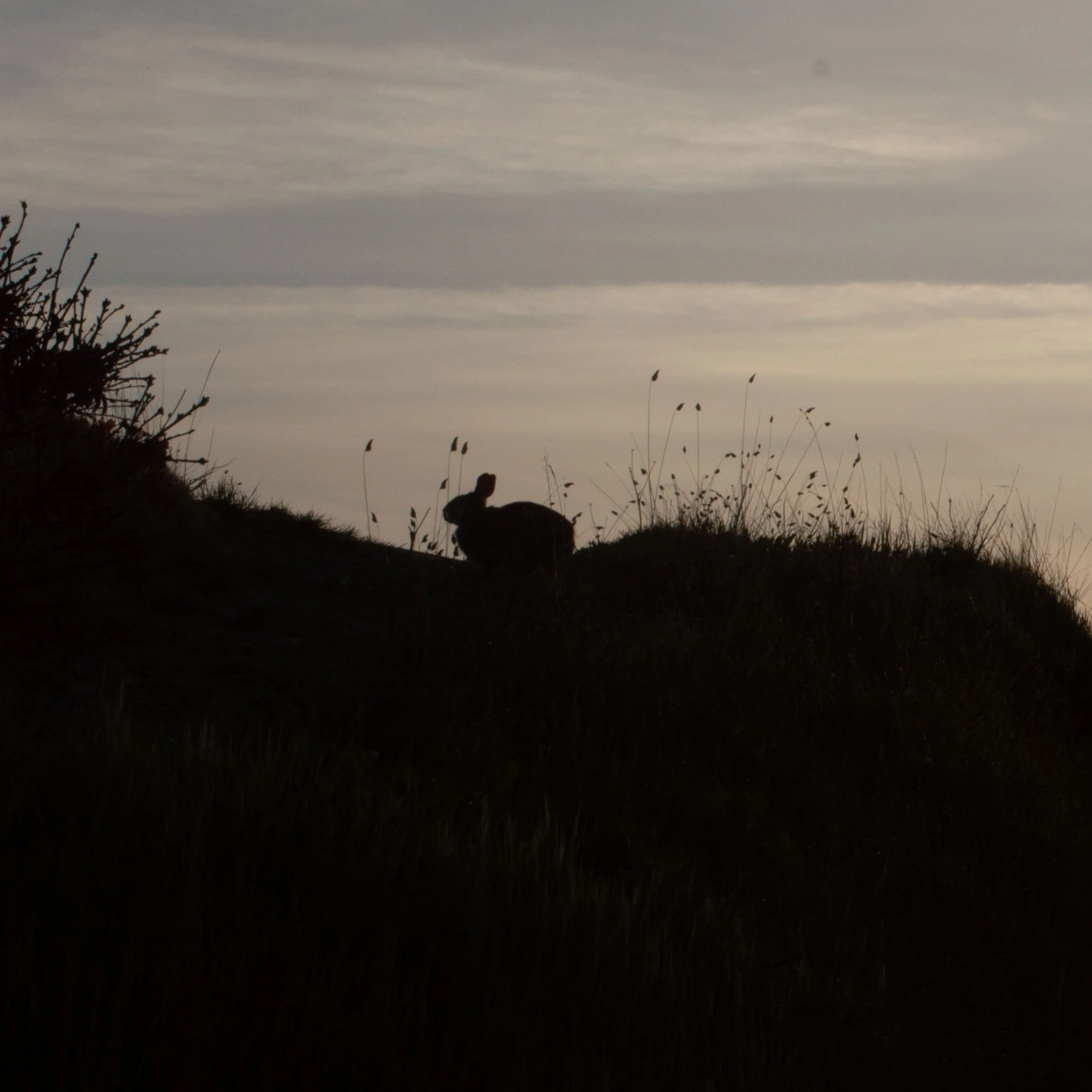 A silhouette of a small animal, possibly a dog or cat, on a hill at sunset or sunrise with a cloudy sky in the background.