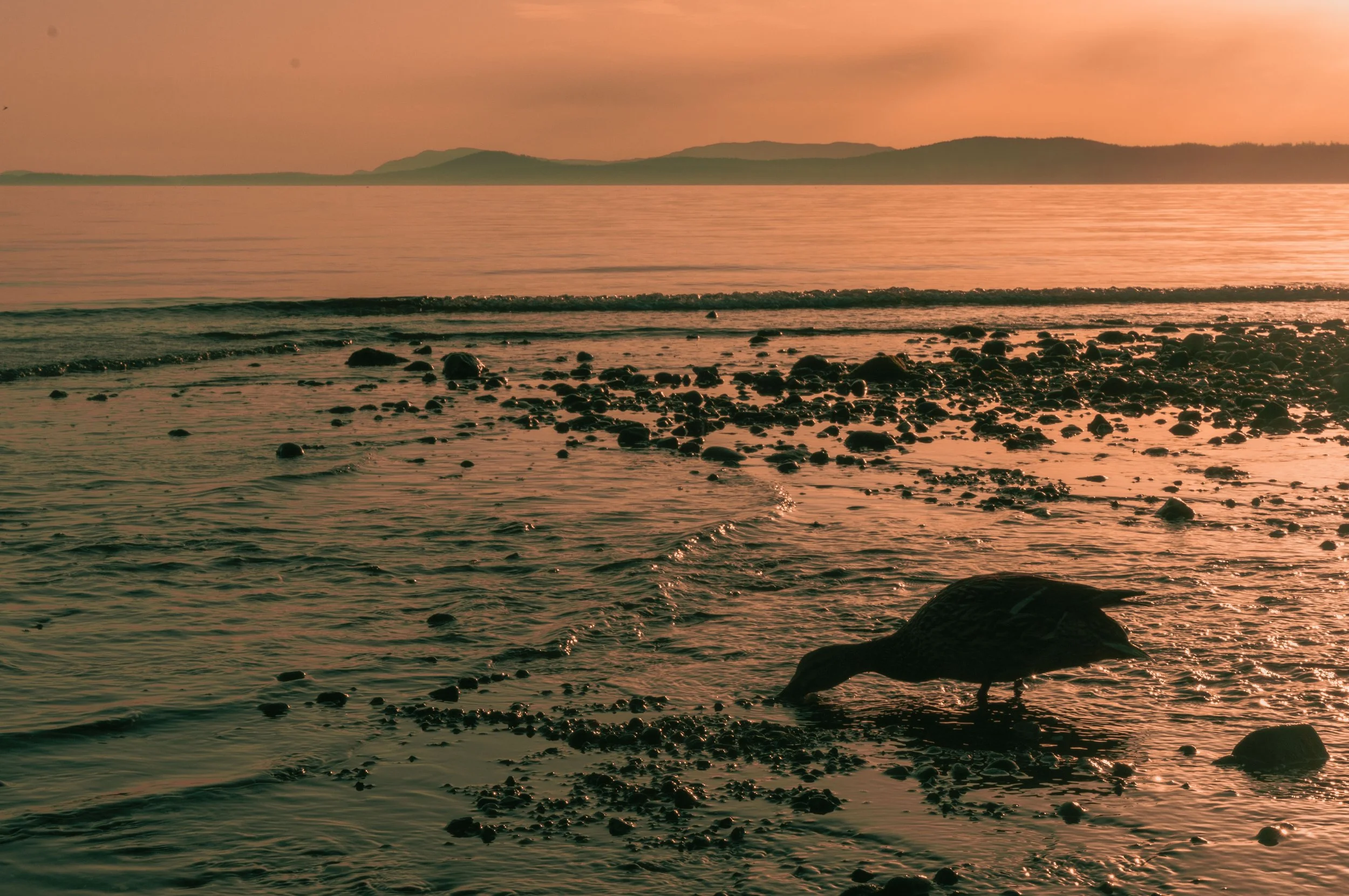 Sunset over a rocky shoreline with calm water and distant hills, pink and orange sky.