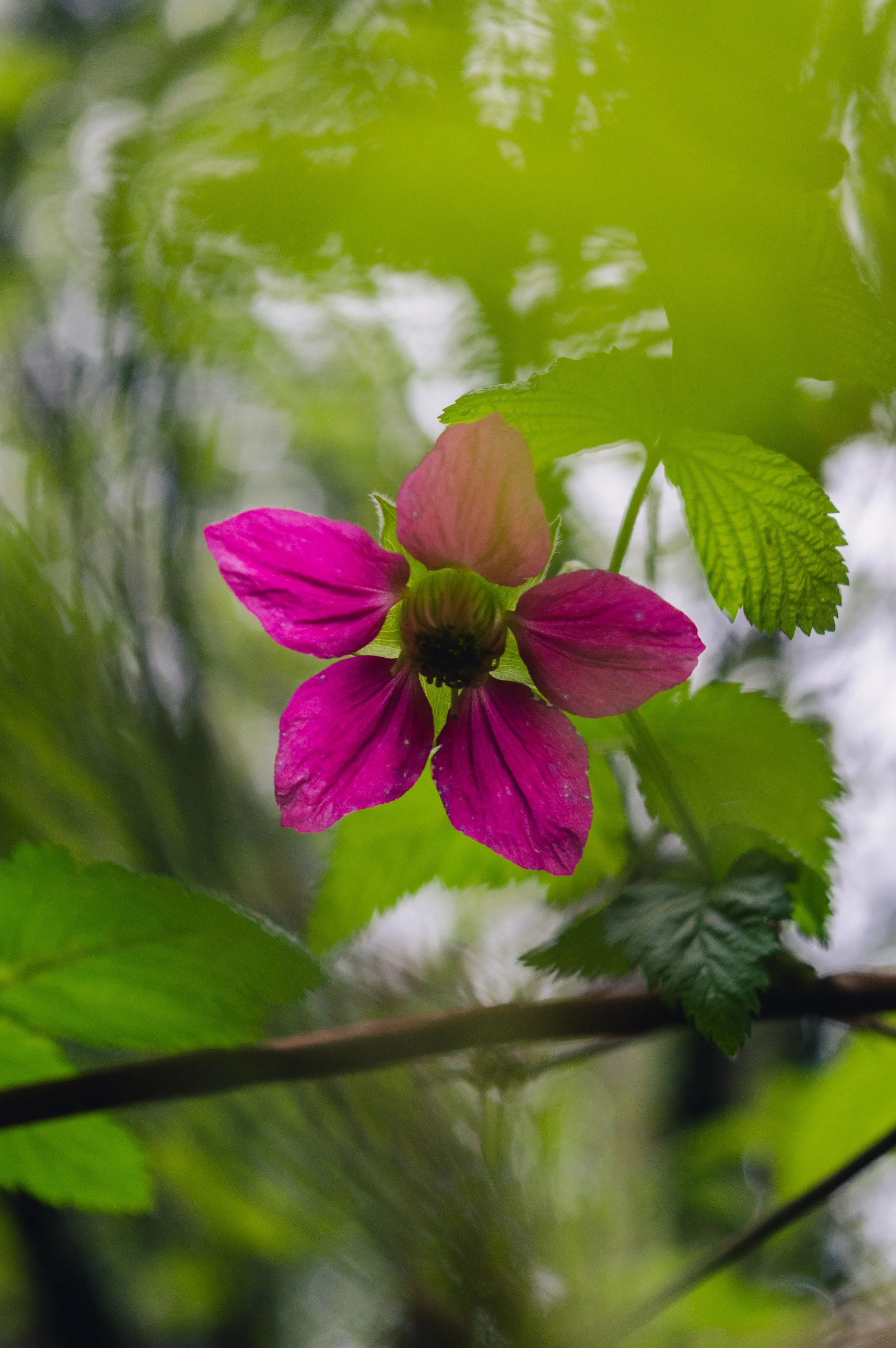 Close-up of a pink flower with five petals, surrounded by green leaves and blurred background.