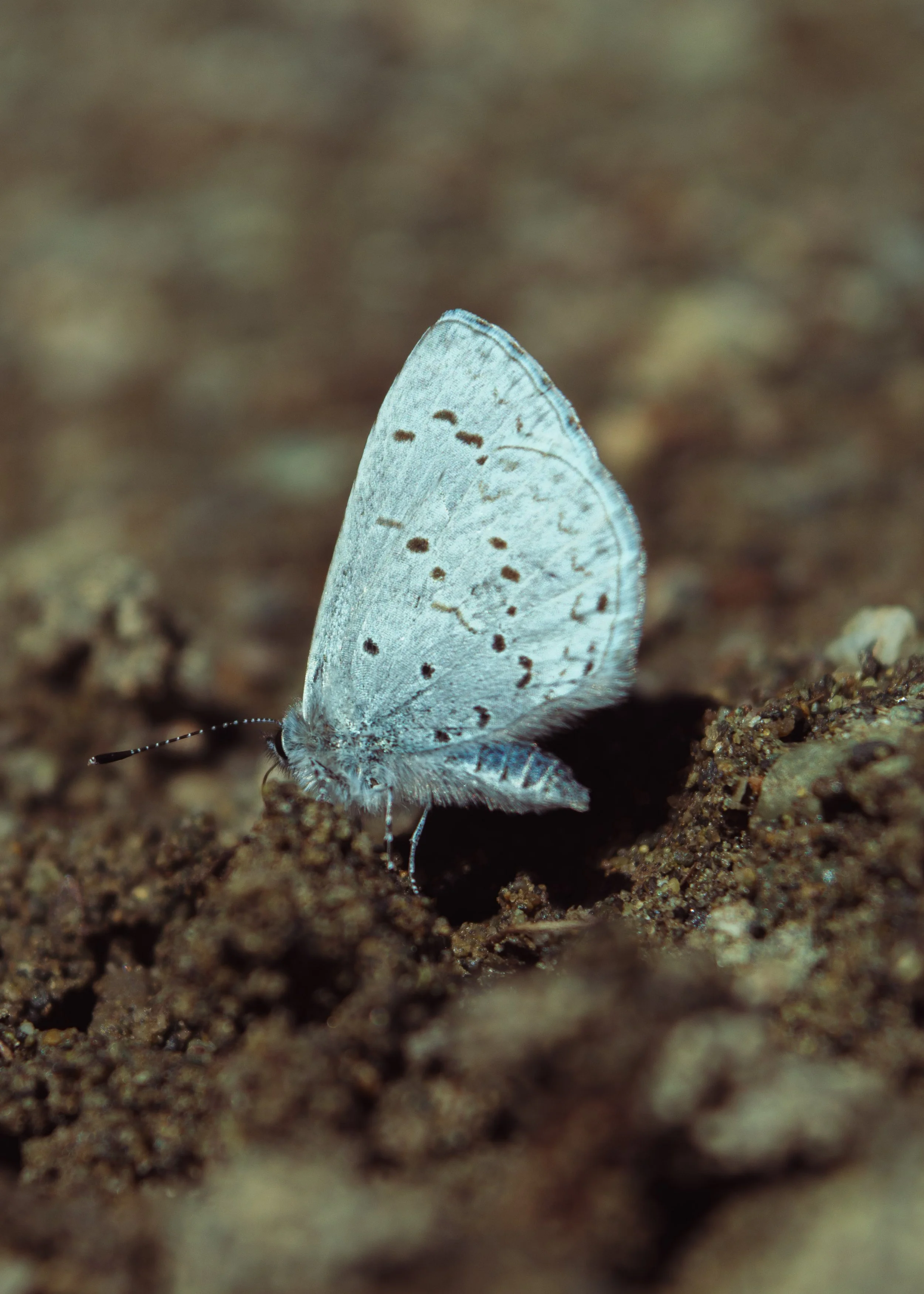Close-up of a white butterfly with black spots on its wings, resting on dark soil.