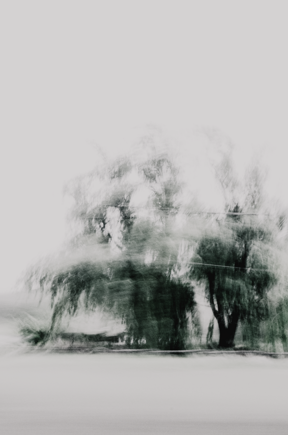 Blurred black and white image of trees on a field with power lines in the background