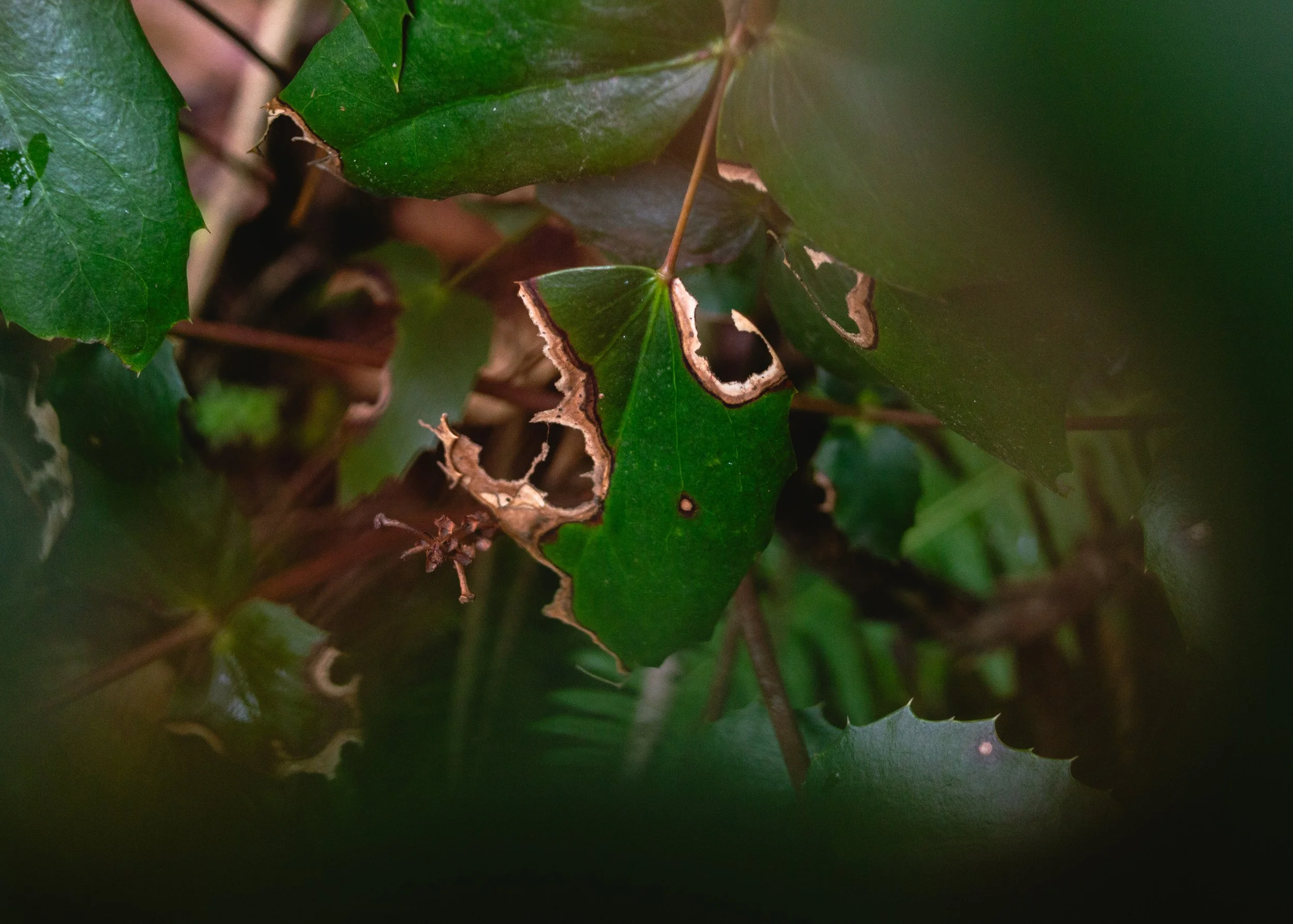 Close-up of green holly leaves with some edges brown and damaged.