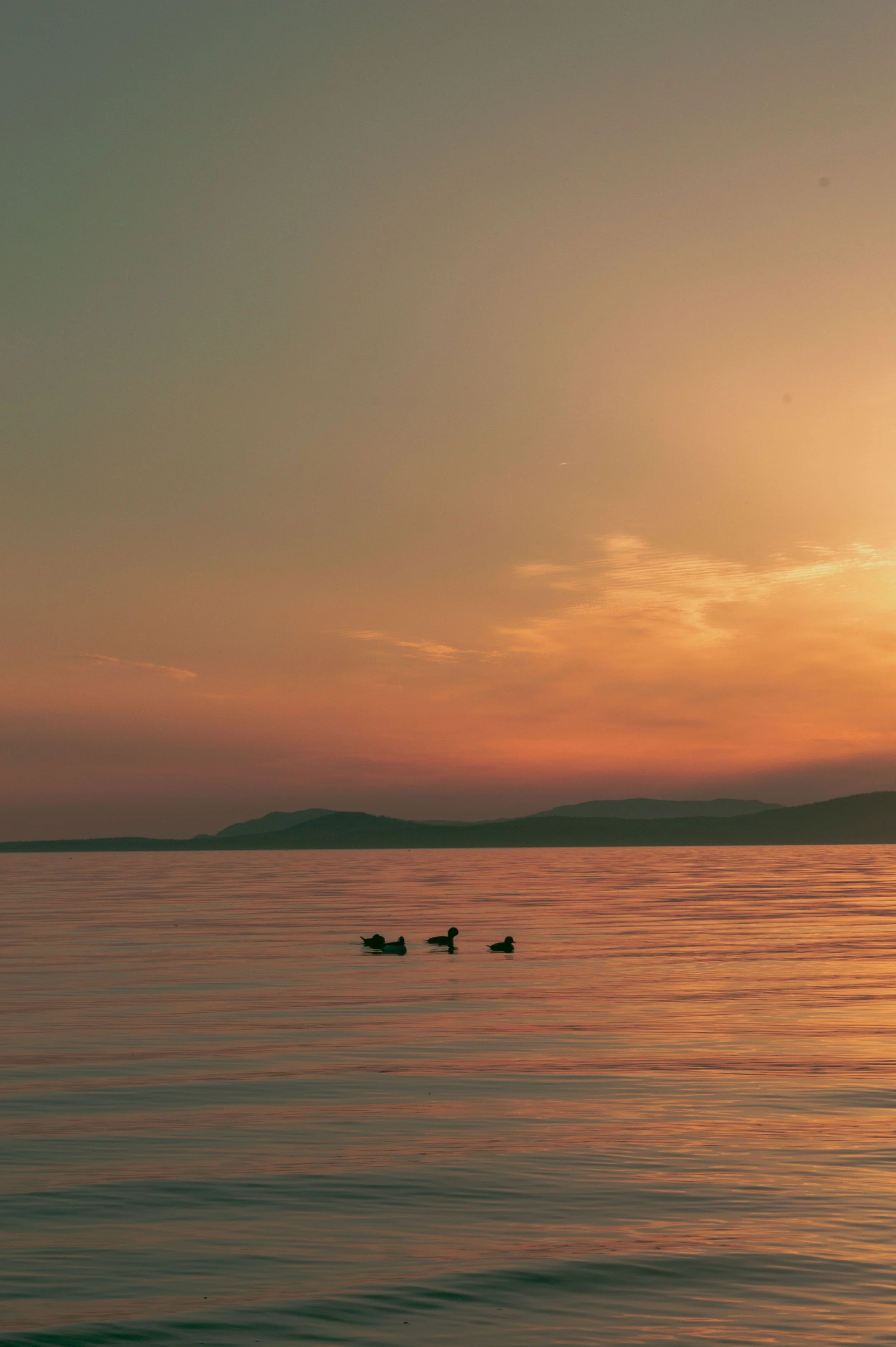 A serene sunset over a body of water with three ducks swimming in the foreground. The sky displays a gradient of warm colors, with distant hills silhouetted against the sunset.