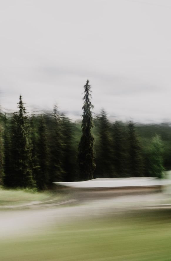 Blurred image of a tall evergreen tree among other trees in a forest, with an overcast sky.