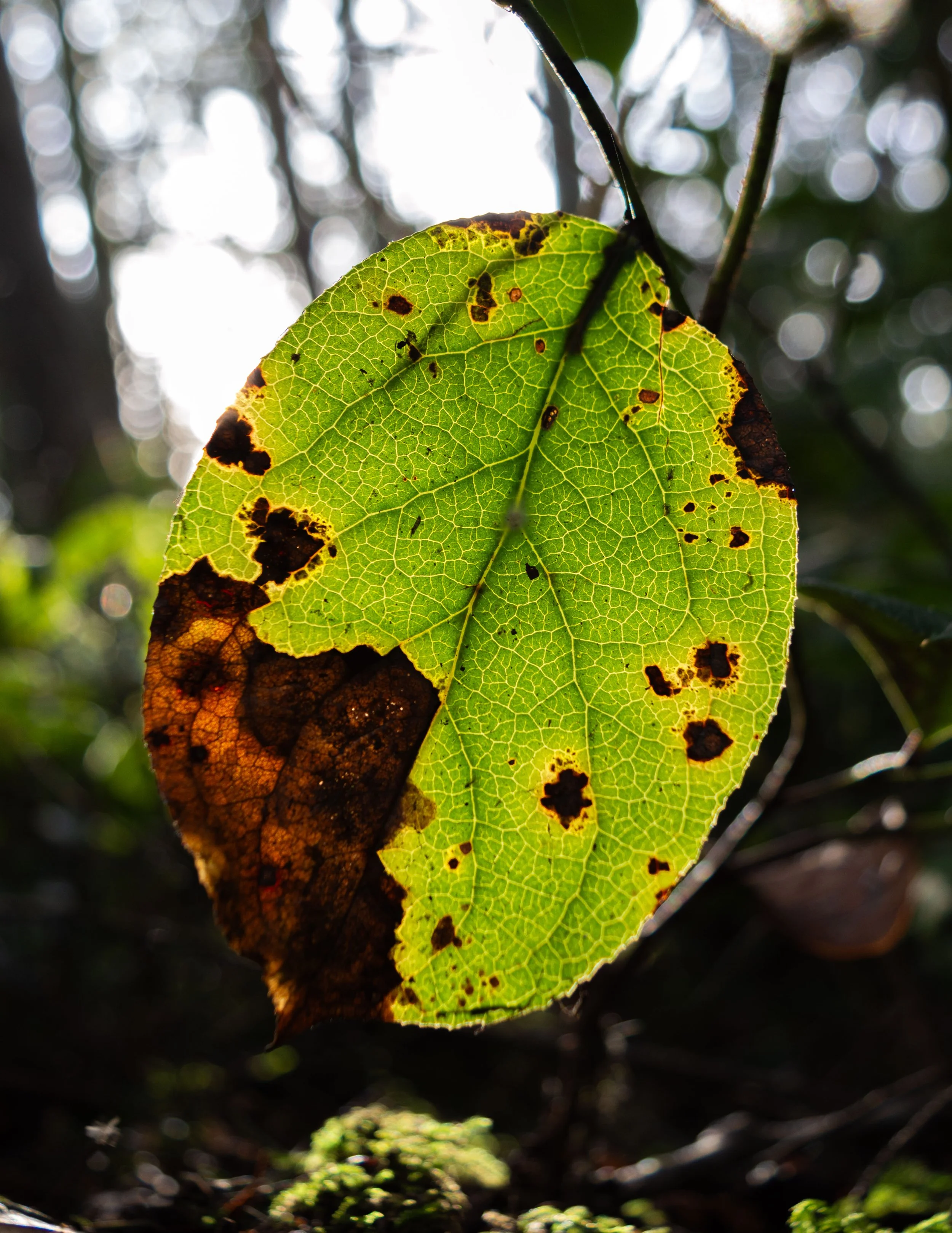 Close-up of a green leaf with brown spots, backlit by sunlight, with blurred background.