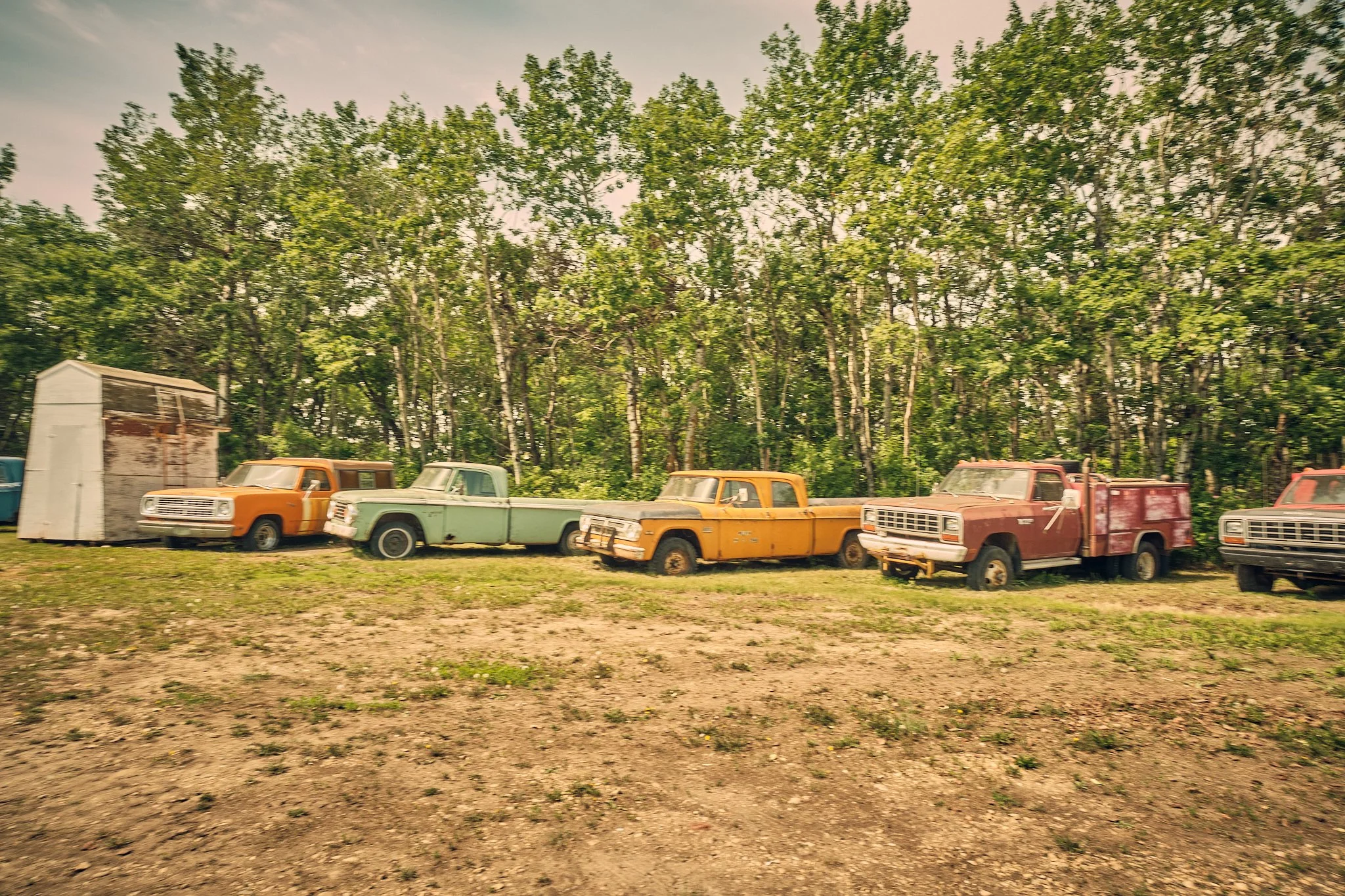 Row of old yellow, green, red, and white trucks parked on a dirt field in front of a dense green forest.