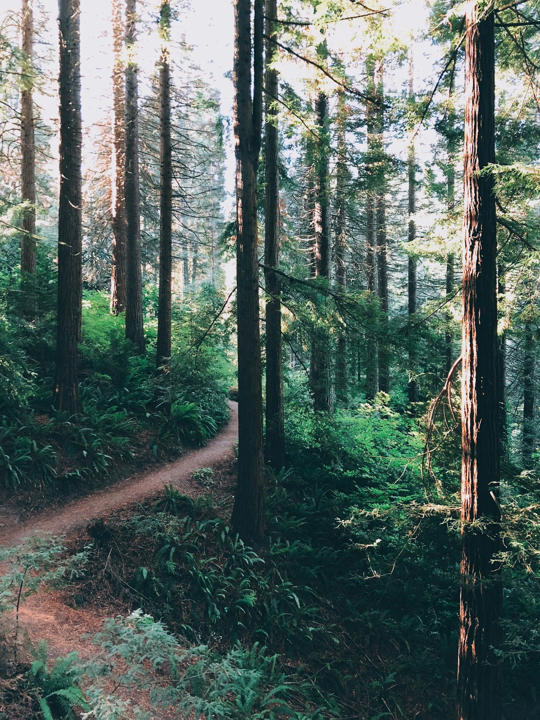 A section of the Redwood Trail at Hoyt Arboretum.