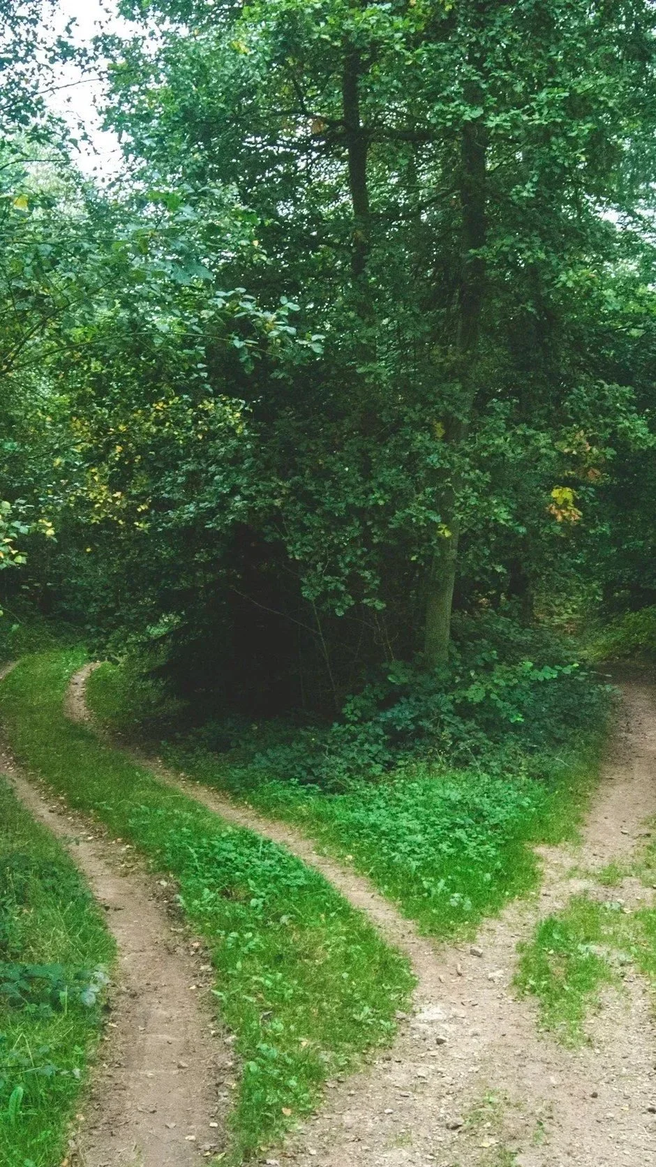 A forest scene with a dirt trail splitting into two paths, surrounded by dense green trees and foliage.