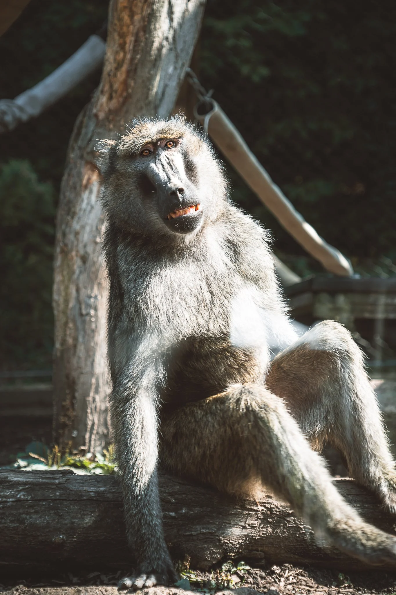 seneca park zoo 2024-53.jpg