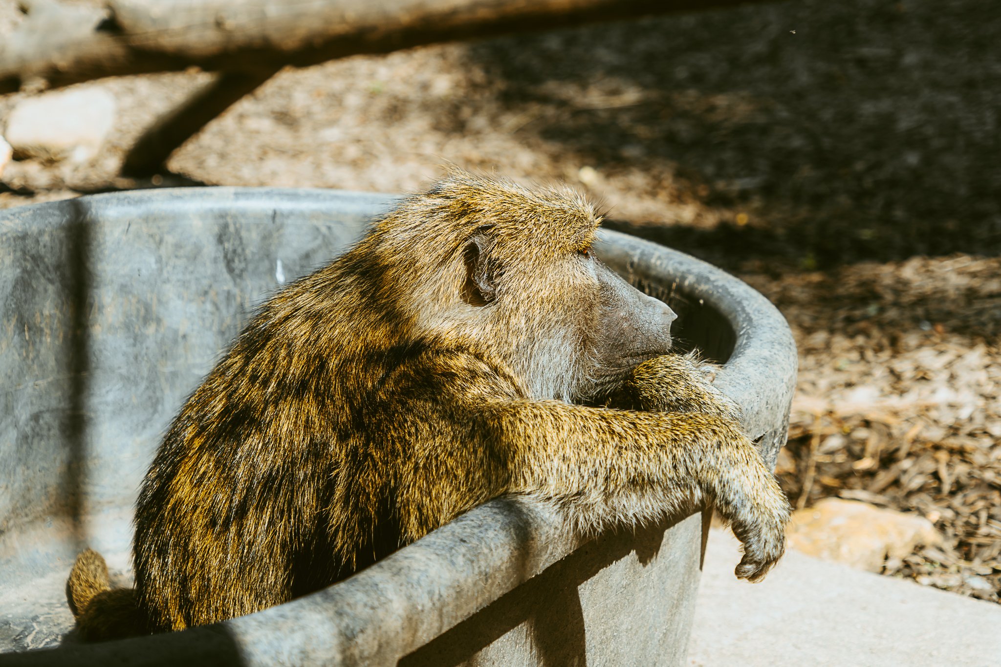 seneca park zoo 2024-66.jpg