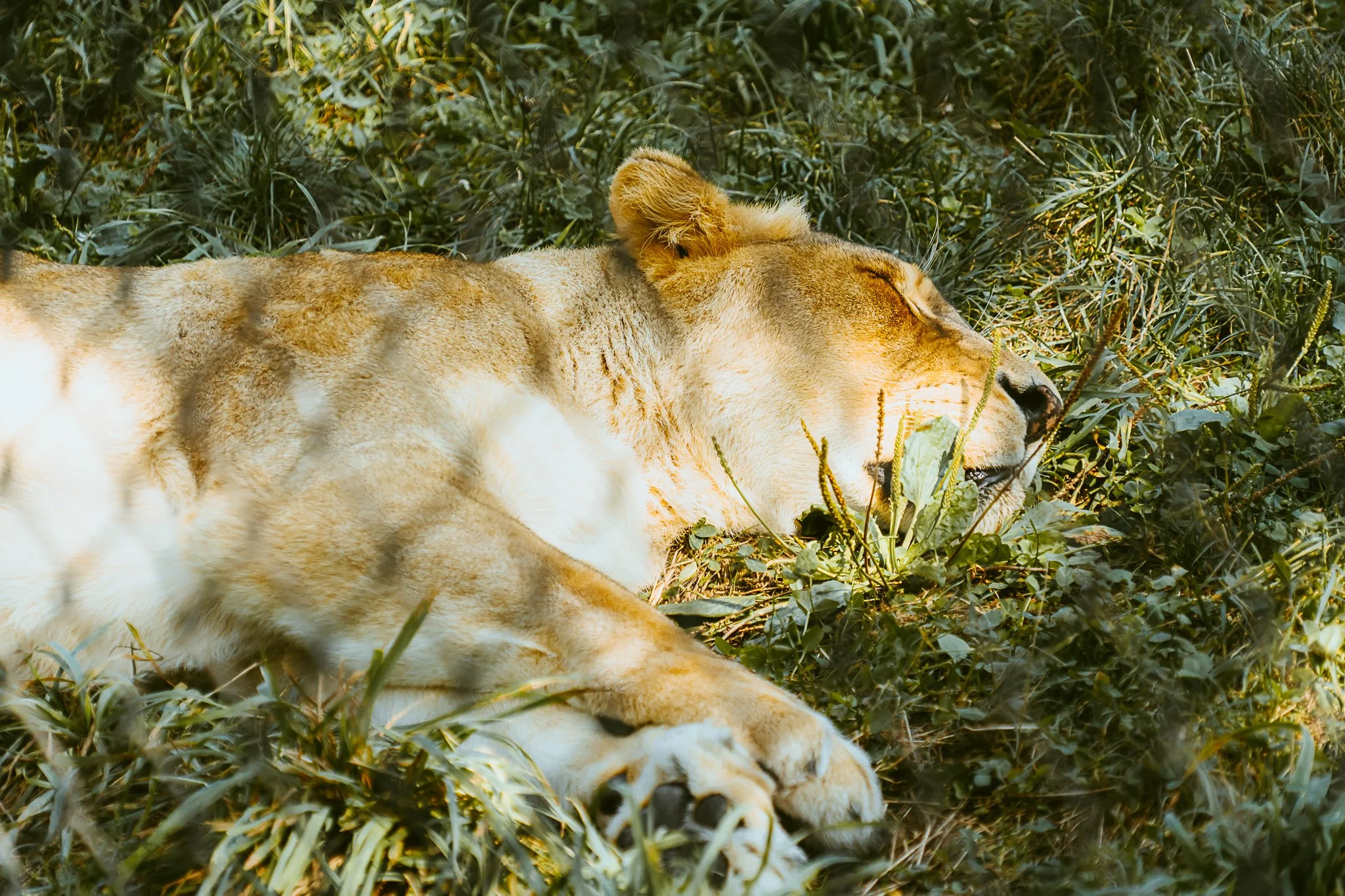 seneca park zoo 2024-84.jpg