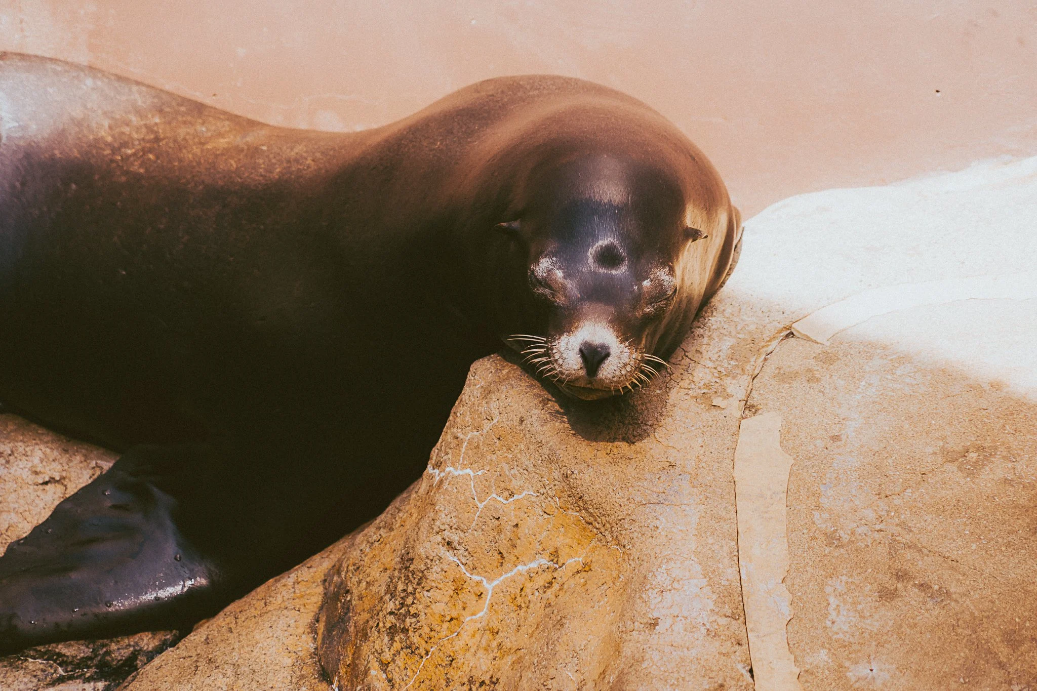 seneca park zoo 2024-25.jpg