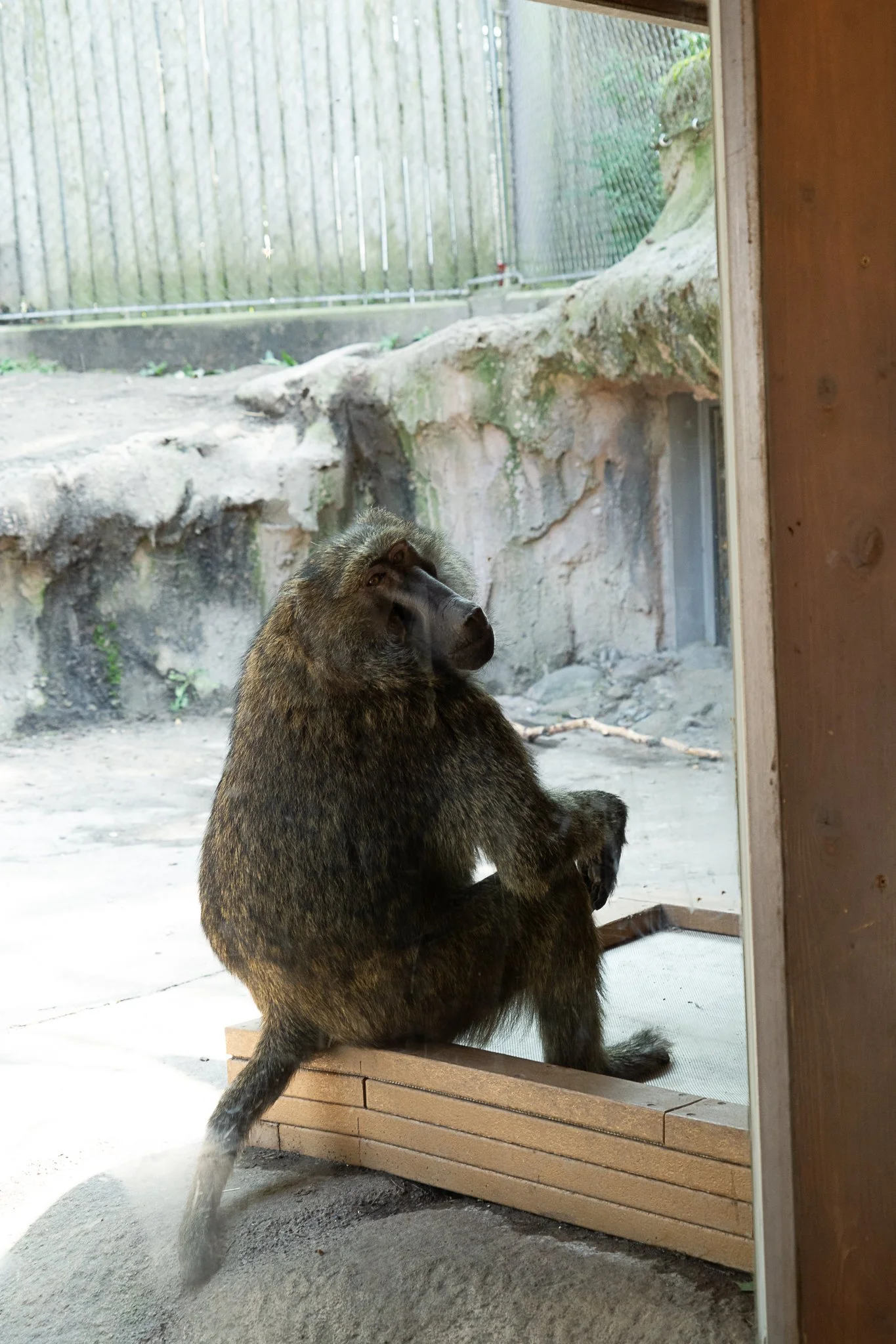 seneca park zoo 2024-50.jpg