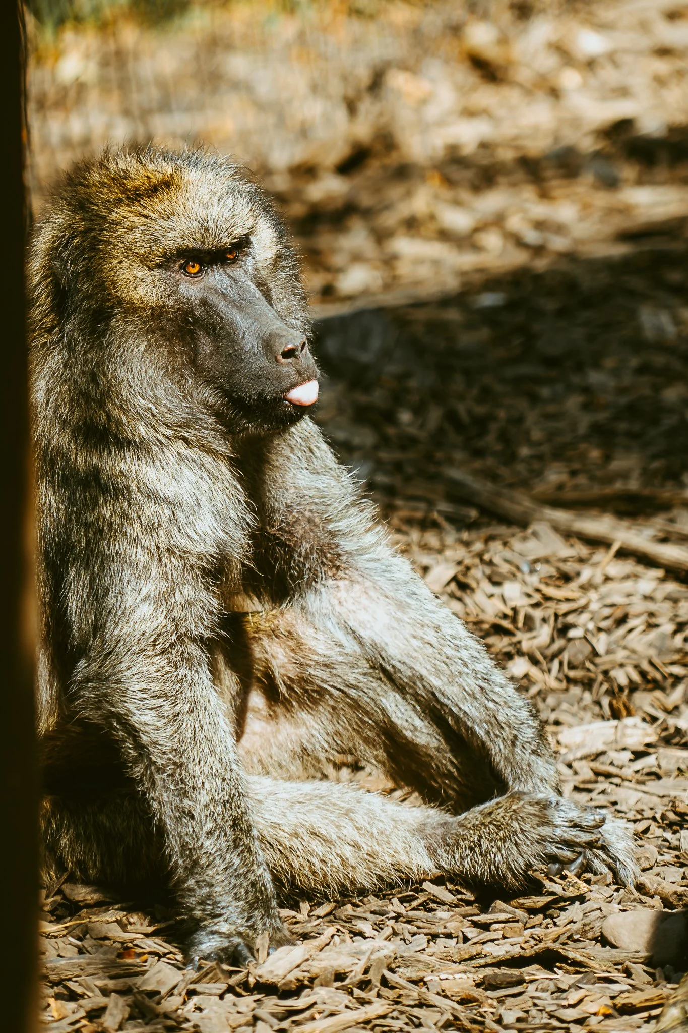 seneca park zoo 2024-65.jpg