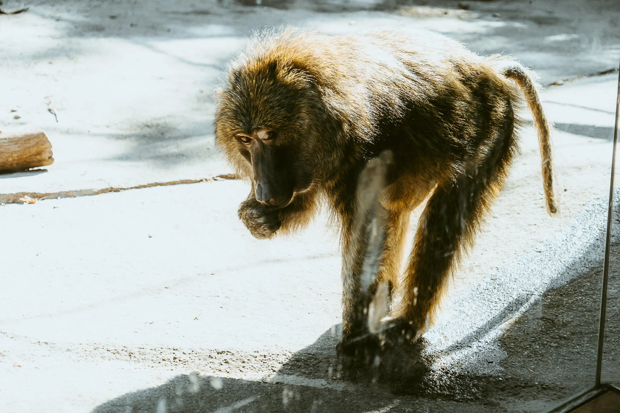 seneca park zoo 2024-72.jpg