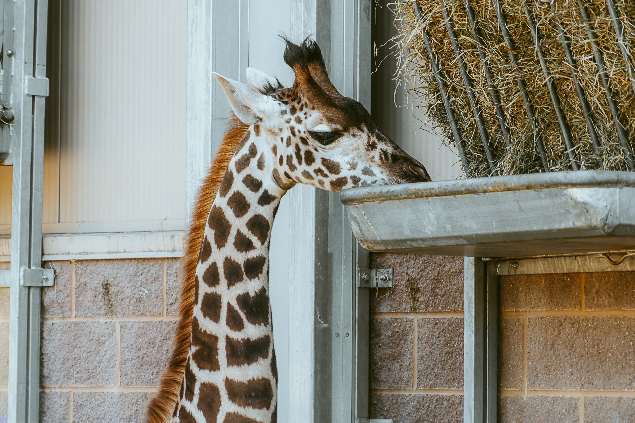 seneca park zoo 2024-74.jpg