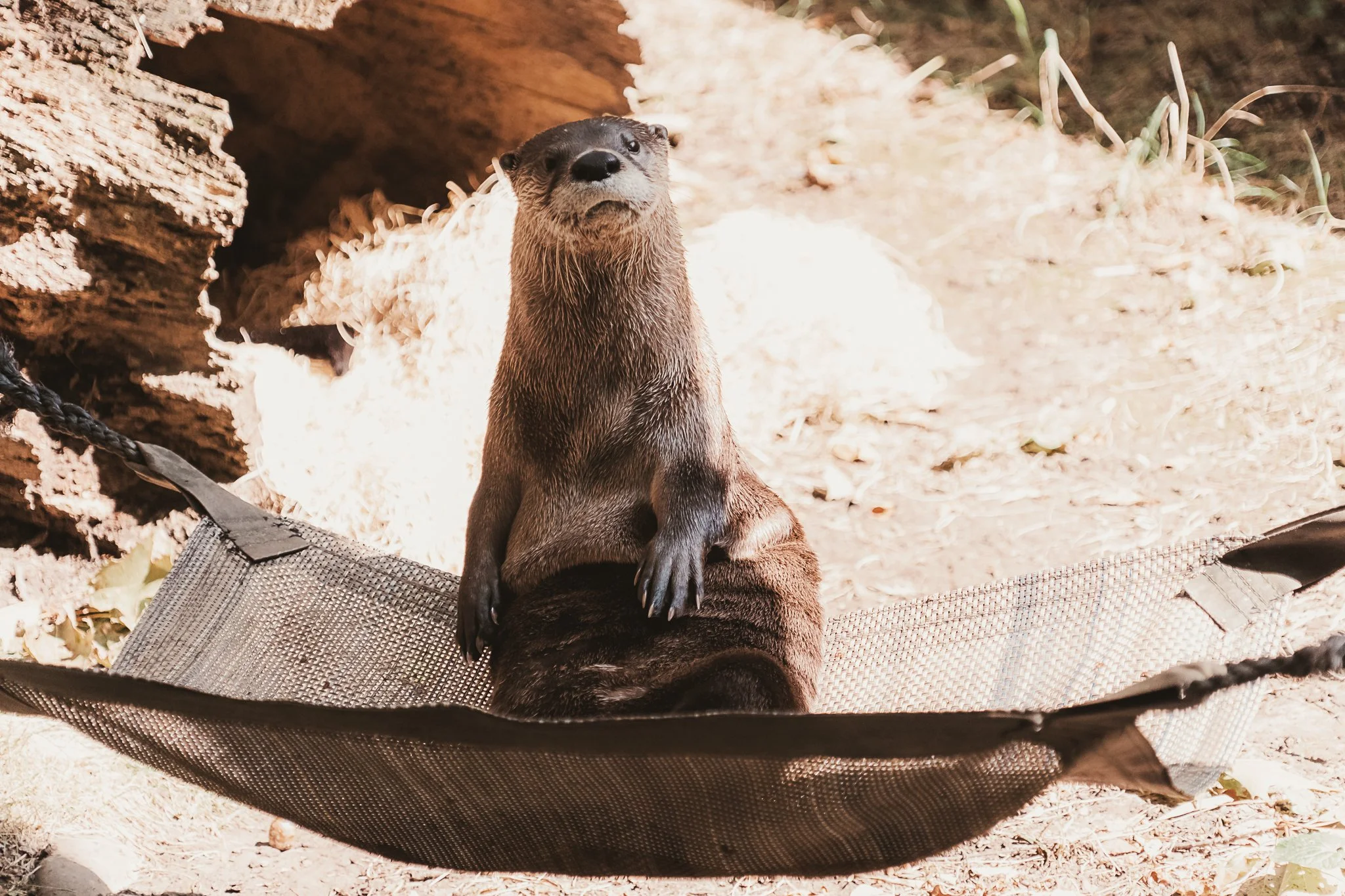 seneca park zoo 2024-13.jpg